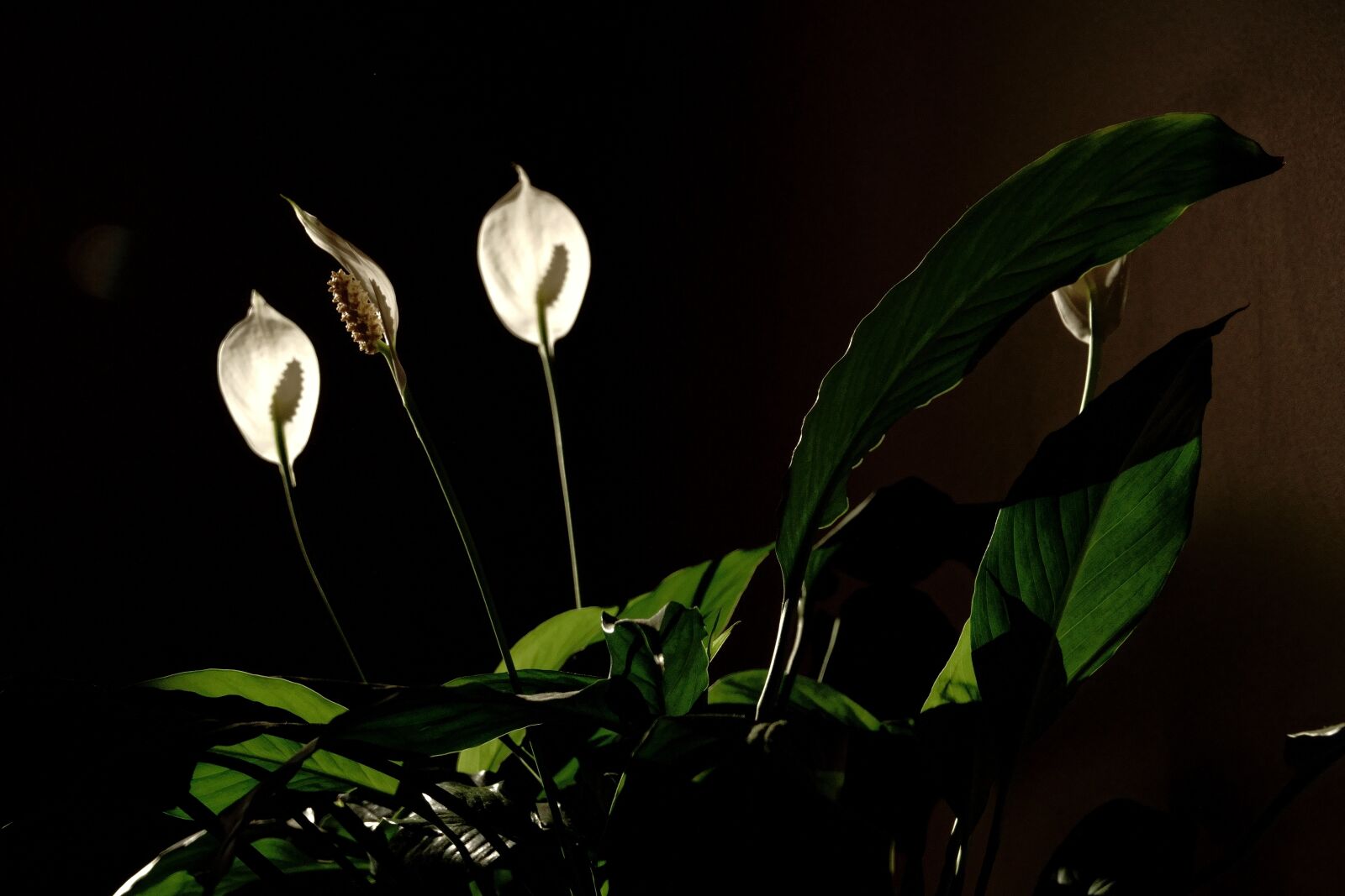 Sony Cyber-shot DSC-RX10 IV sample photo. Plant, pet, in a photography