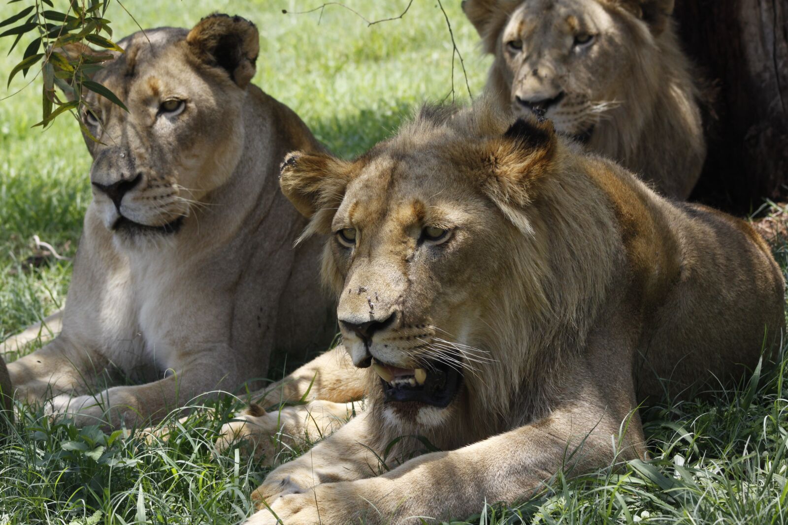 Canon EOS 50D sample photo. Lion, mammal, animal world photography