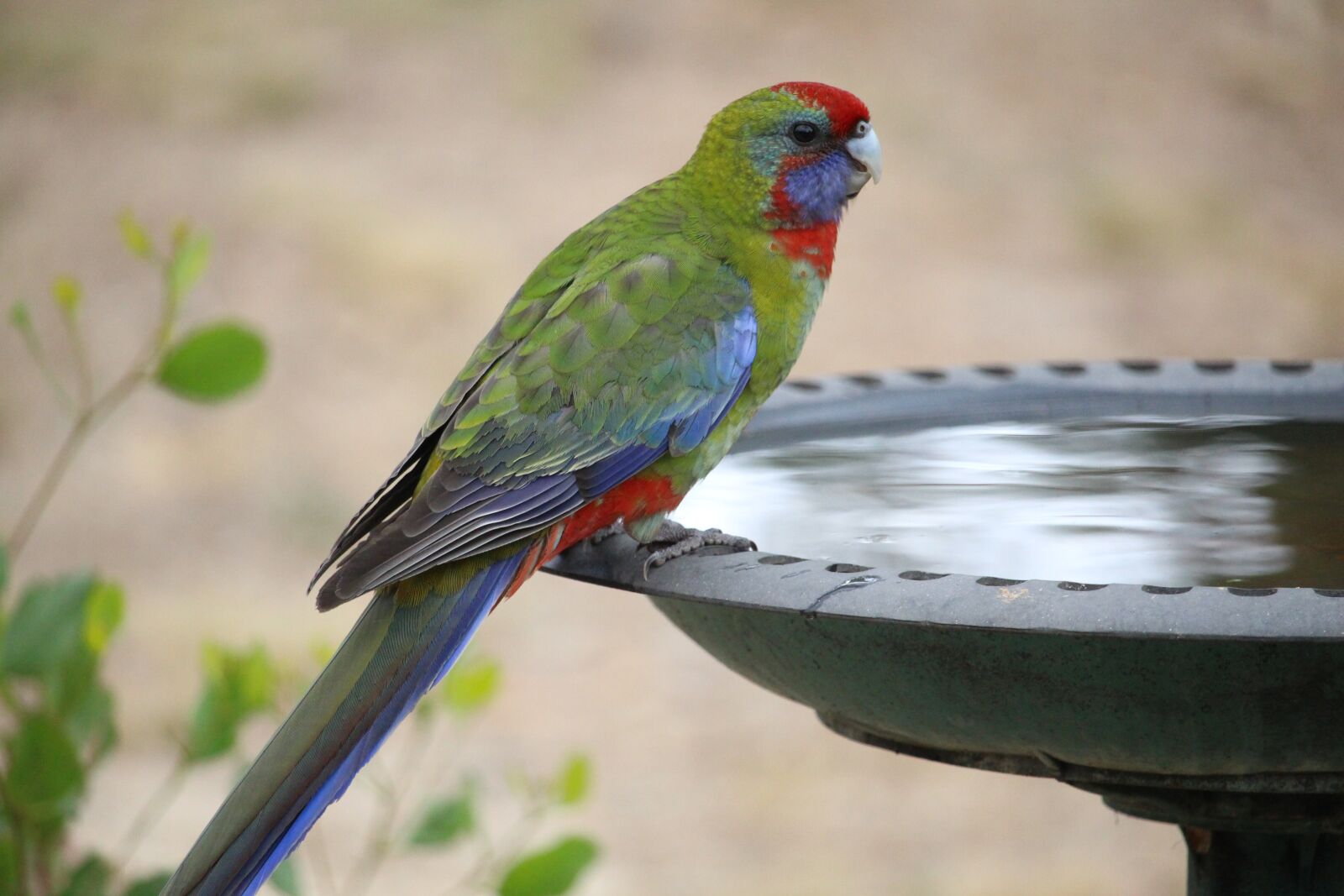 Canon EOS 100D (EOS Rebel SL1 / EOS Kiss X7) sample photo. Bird, nature, wildlife photography