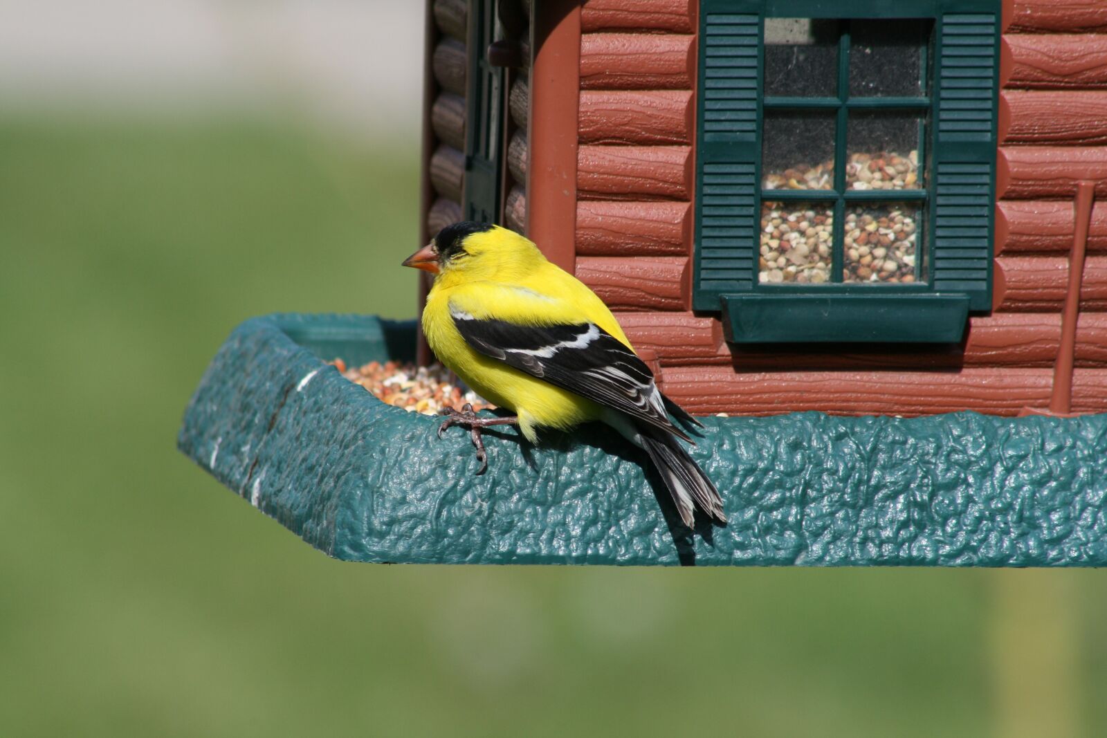 Canon EOS 400D (EOS Digital Rebel XTi / EOS Kiss Digital X) sample photo. Bird, outdoors, wildlife photography