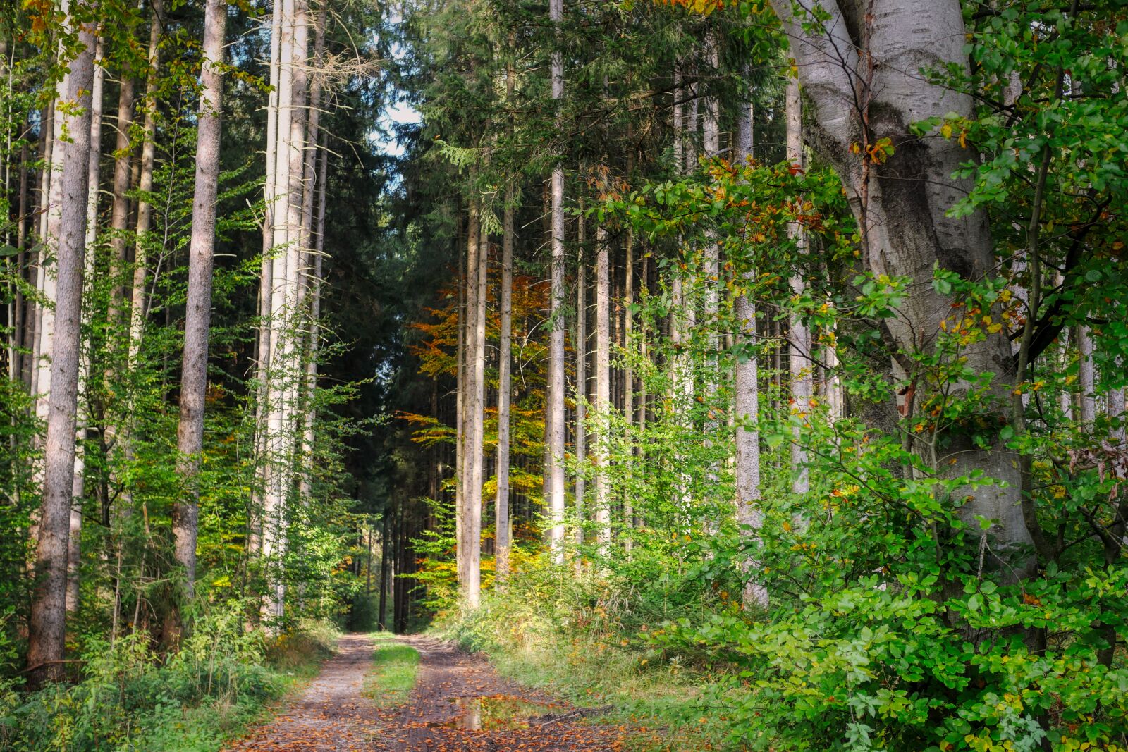 Panasonic Lumix DC-G90 (Lumix DC-G91) sample photo. Forest, away, forest path photography