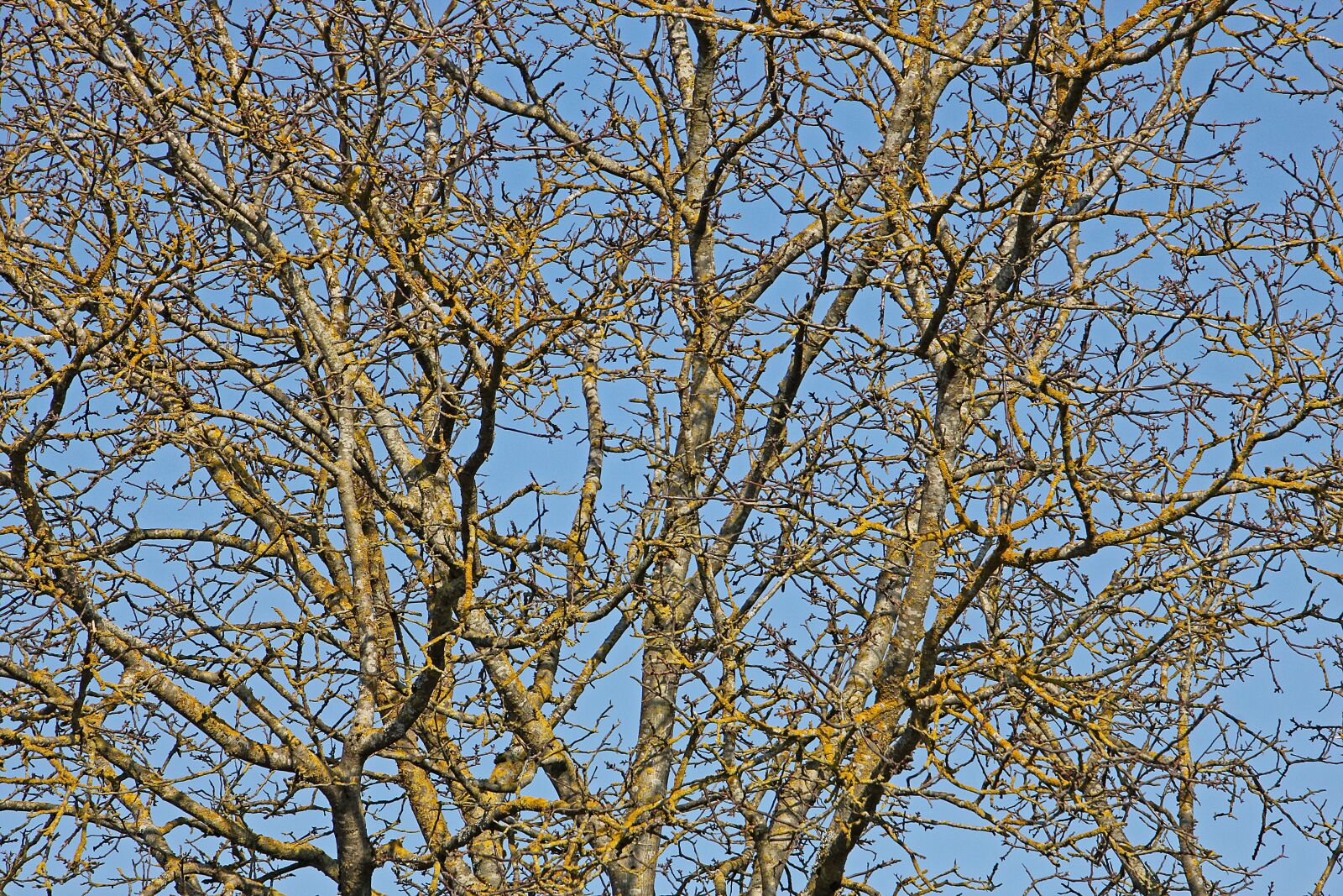 Canon EOS 60D sample photo. Aesthetic, tree, walnut photography