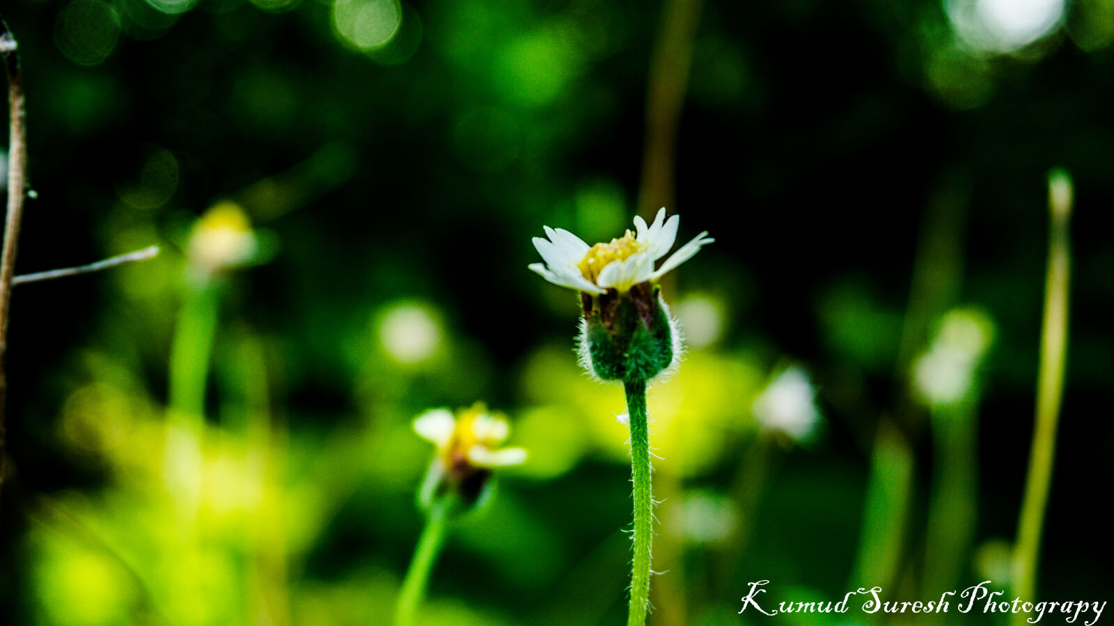 Sony a6000 sample photo