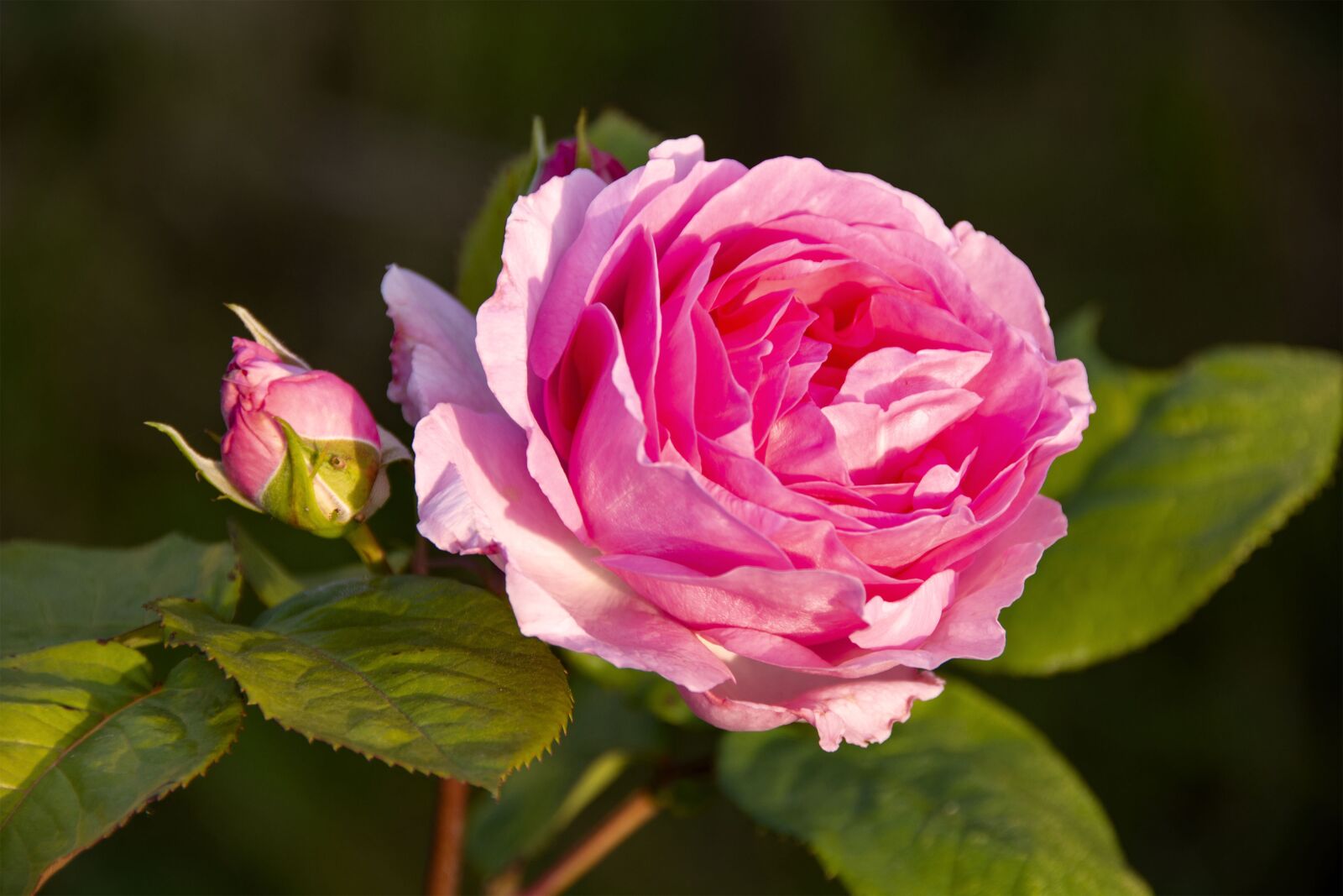 Nikon D5200 sample photo. Rose, flower, plant photography