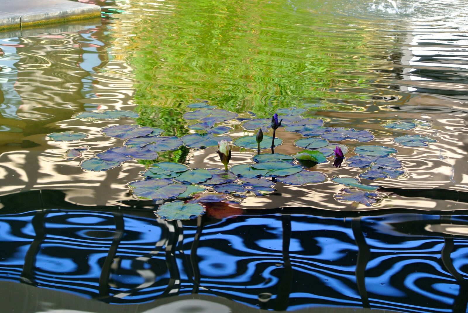 Nikon 1 J1 sample photo. Water, pond, feature photography