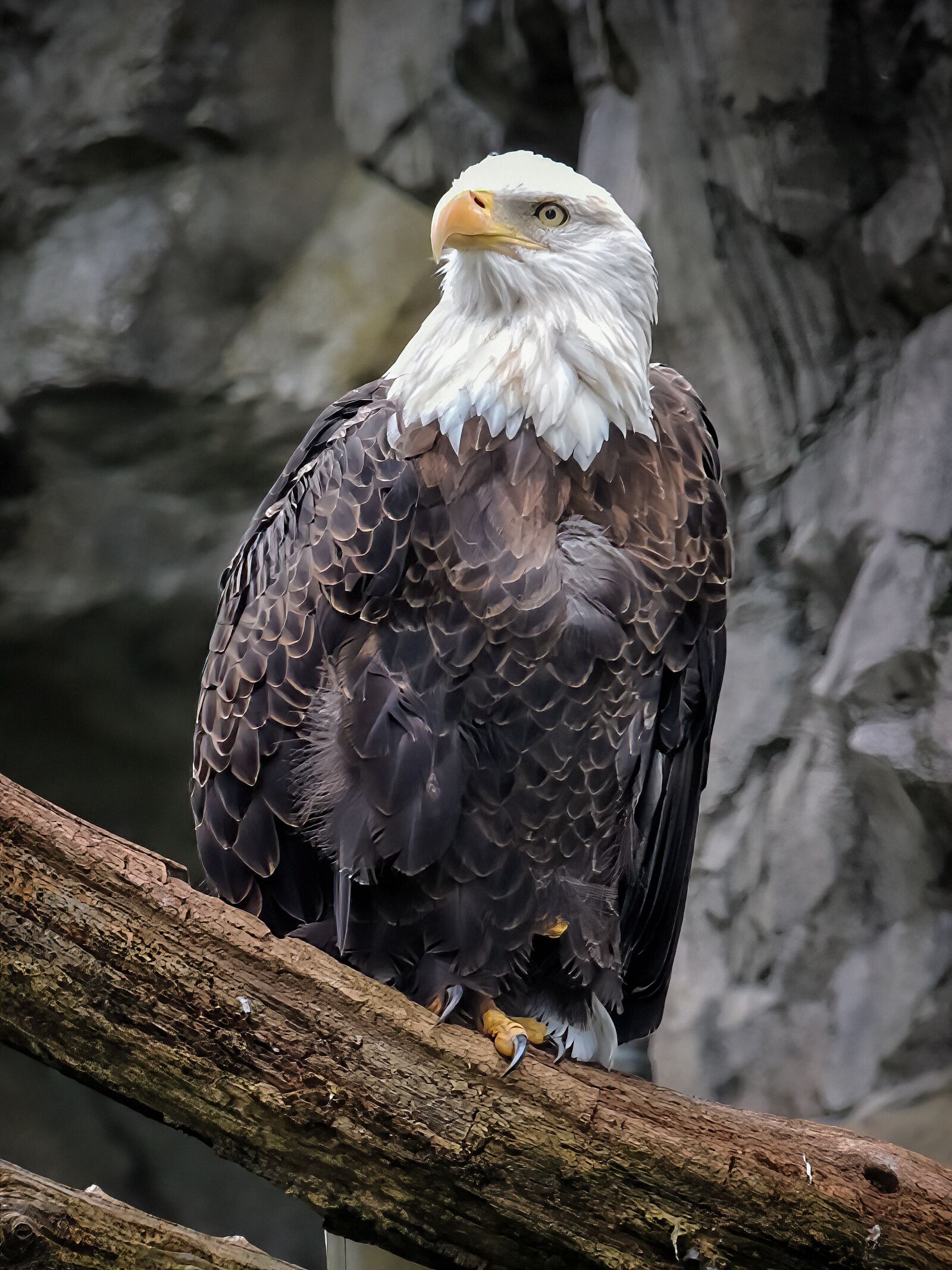 Nikon Coolpix P510 sample photo. Eagle, bald, bald eagle photography