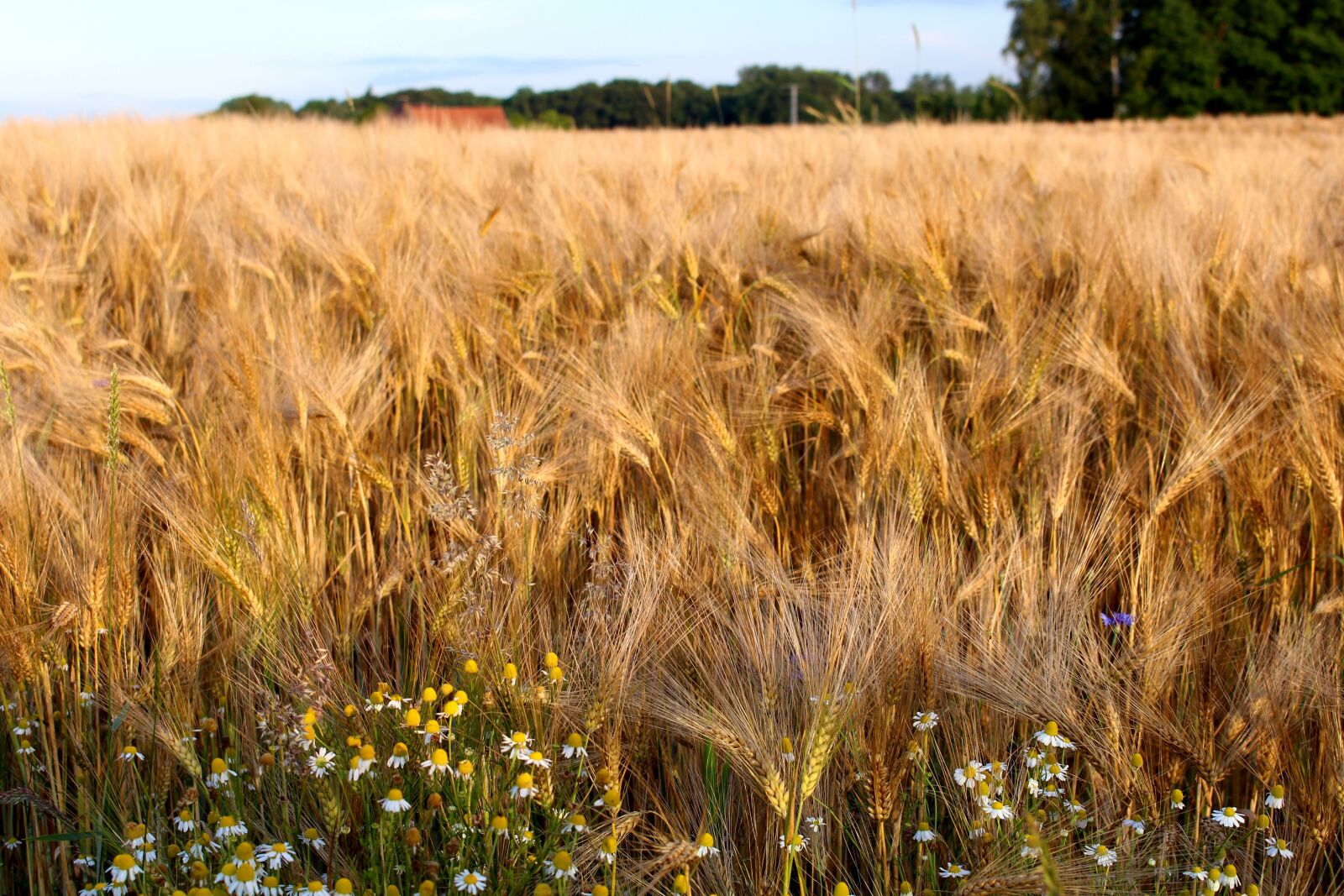 Canon EOS 700D (EOS Rebel T5i / EOS Kiss X7i) sample photo. Rye, cereals, nature photography