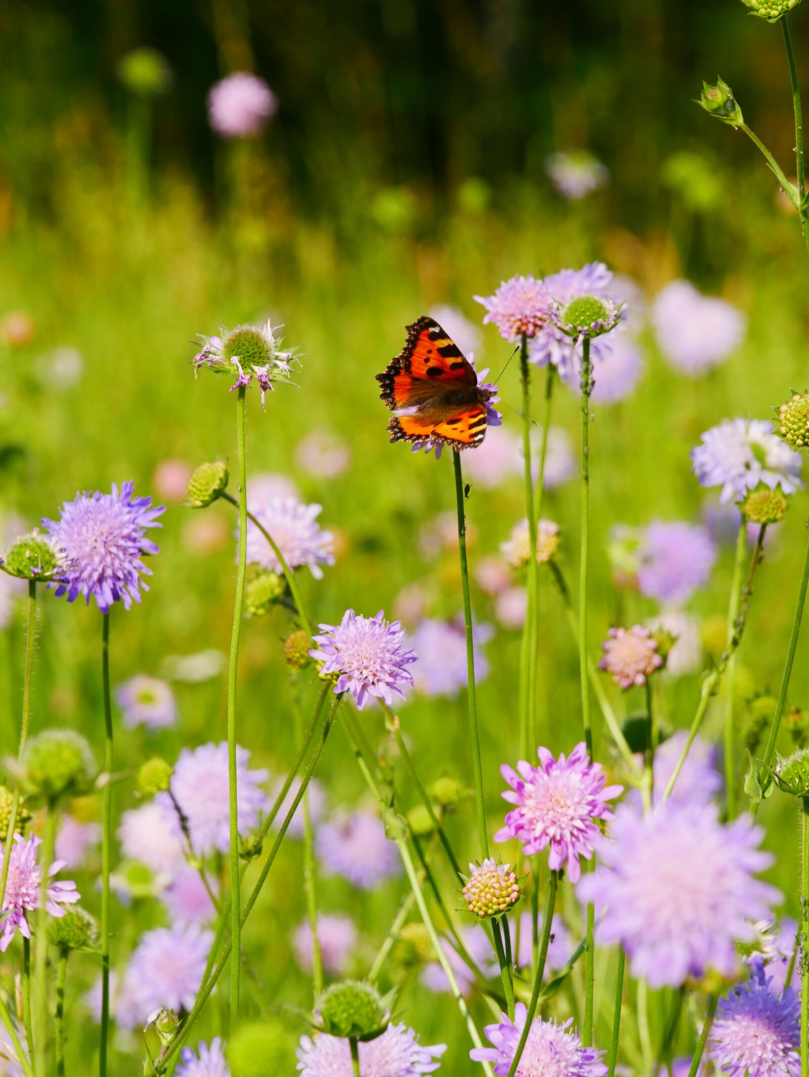 Panasonic Lumix DMC-GX85 (Lumix DMC-GX80 / Lumix DMC-GX7 Mark II) sample photo. Flower meadow, butterfly, ökowiese photography