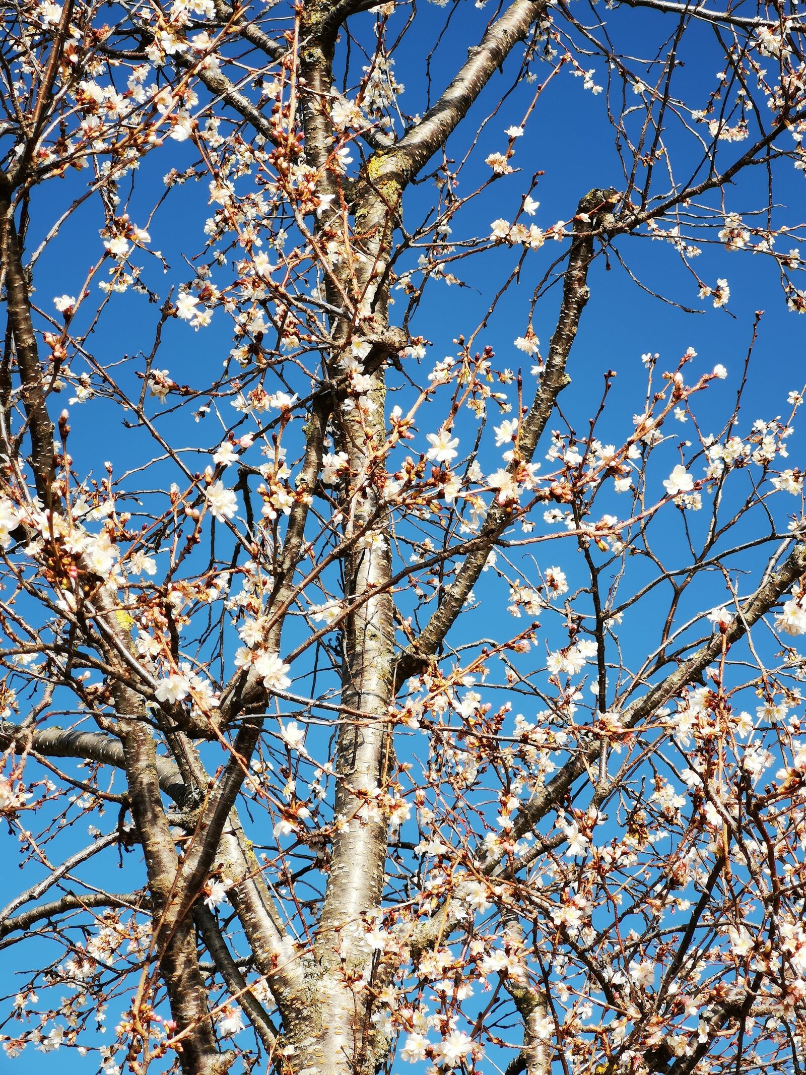 HUAWEI CLT-L29 sample photo. Blue, tree, branches photography