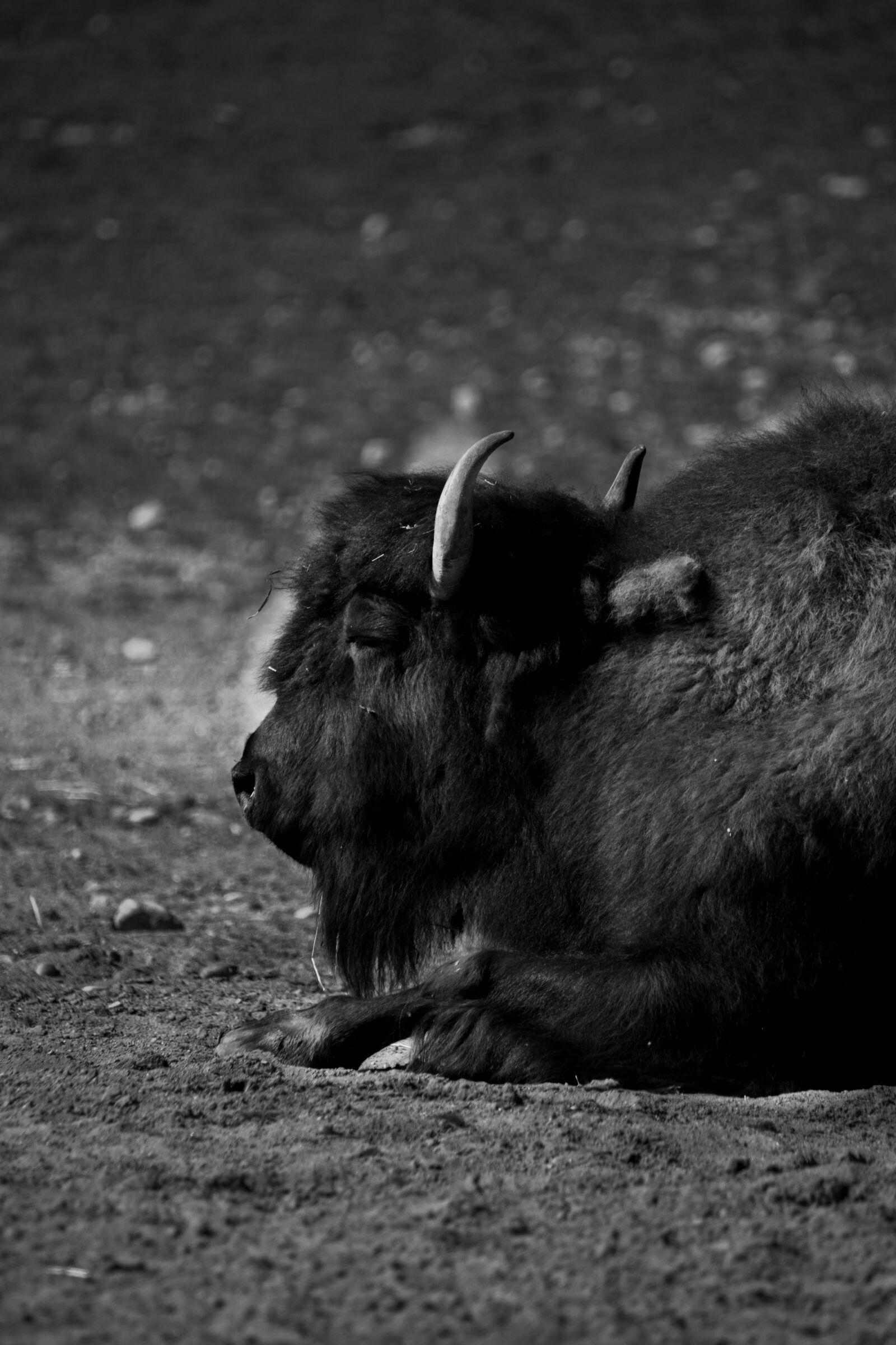 Tamron SP 150-600mm F5-6.3 Di VC USD sample photo. America, herd, bison photography