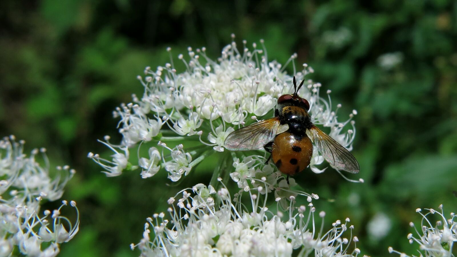 Canon PowerShot G15 sample photo. Tree bugs fly, predator photography