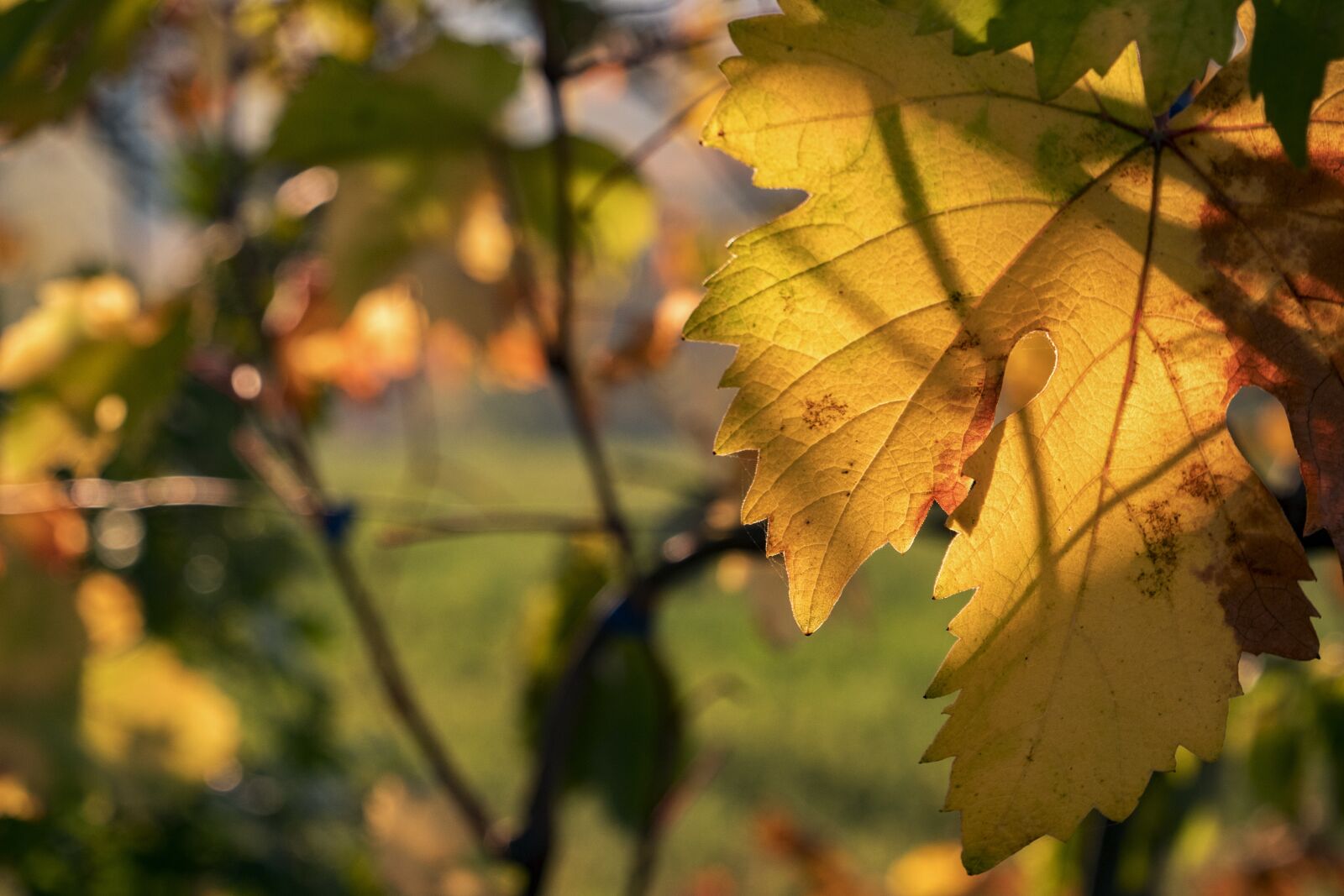 LEICA DG 12-60/F2.8-4.0 sample photo. Leaf, screw, vineyard photography