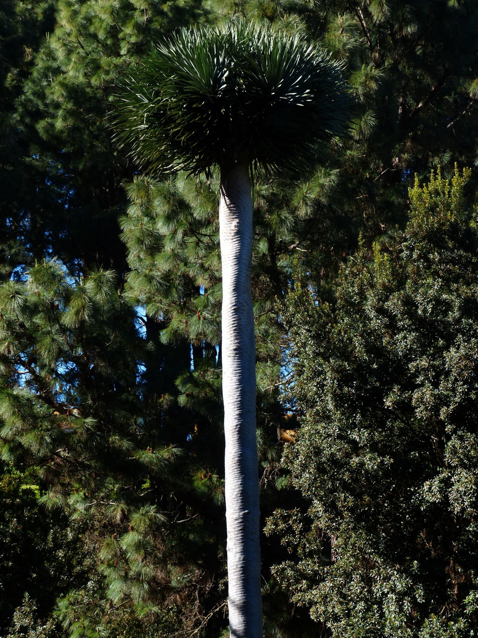 Panasonic Lumix DMC-FZ200 sample photo. Dragon tree, tribe, log photography