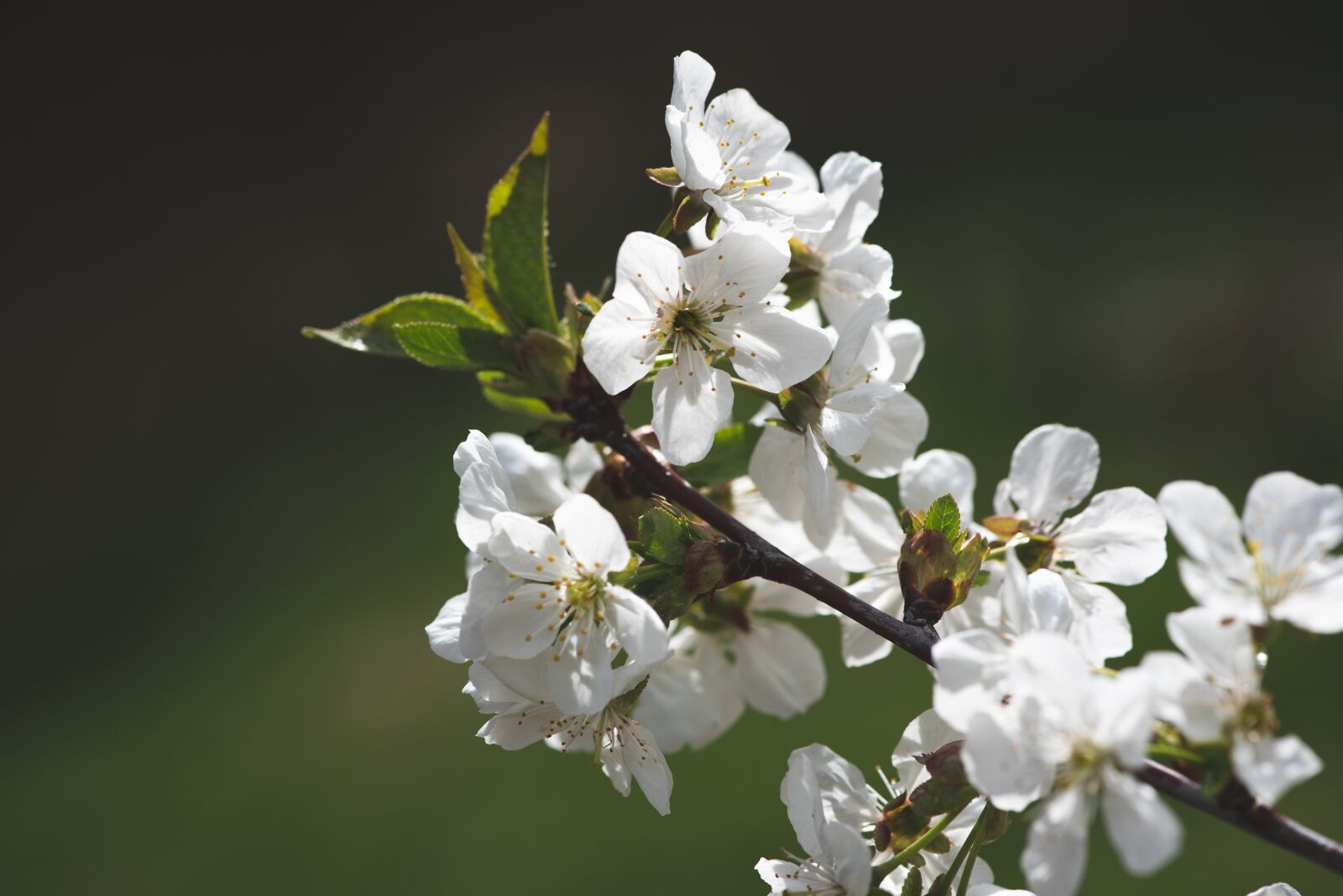 Nikon D750 sample photo. Flowers, white, branch photography
