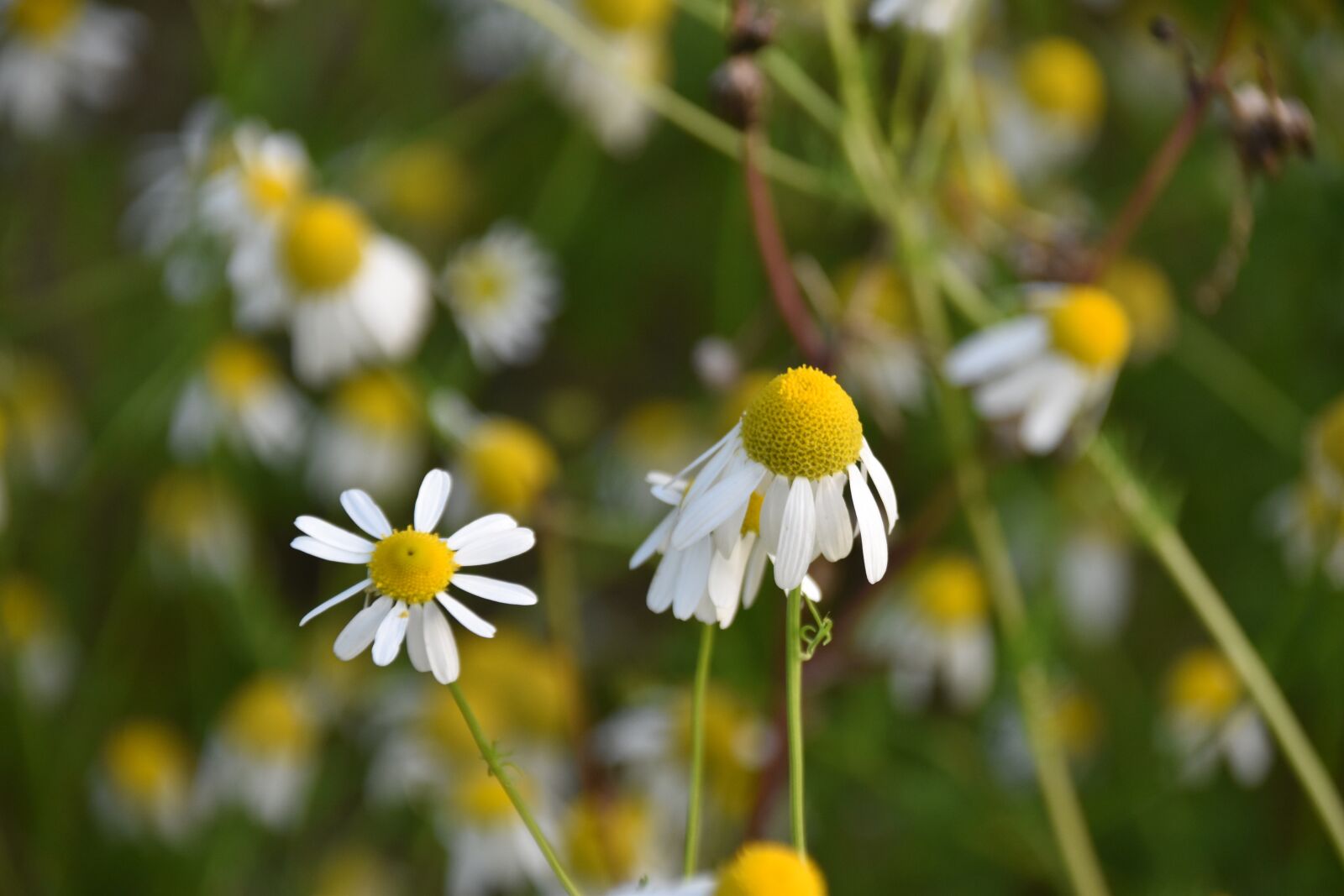 Nikon D5600 sample photo. Flowers, flower, natural plants photography