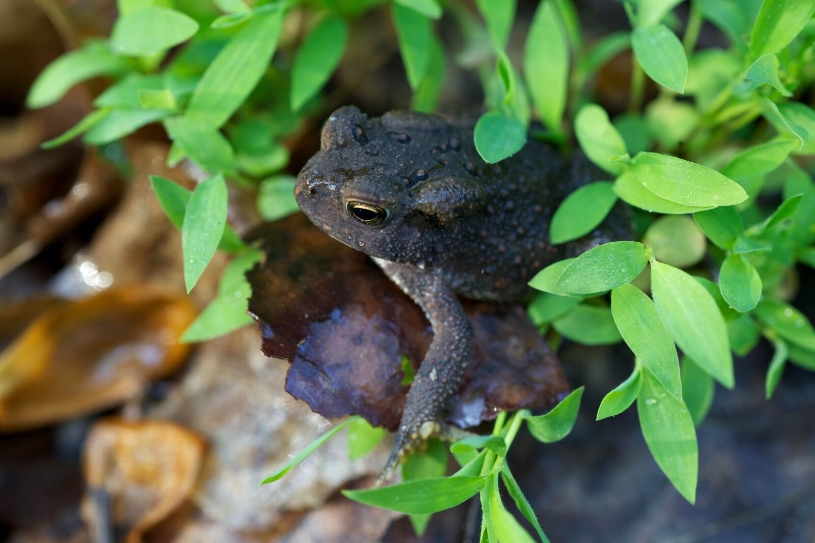 Canon EOS 5D Mark II sample photo. American toad, shallow, stream photography