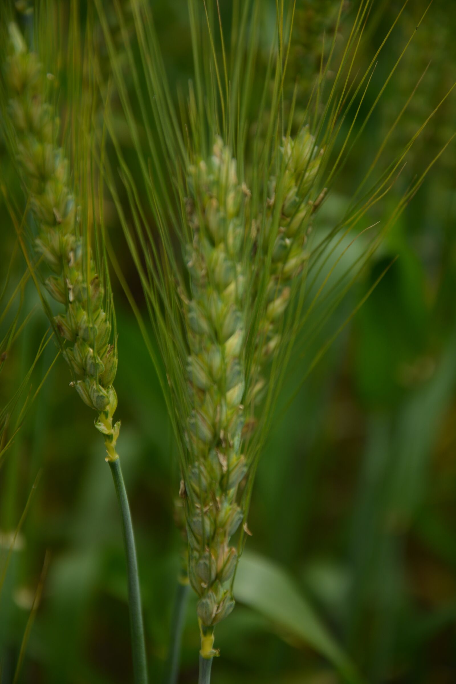 Nikon D5200 sample photo. Wheat, hope photography