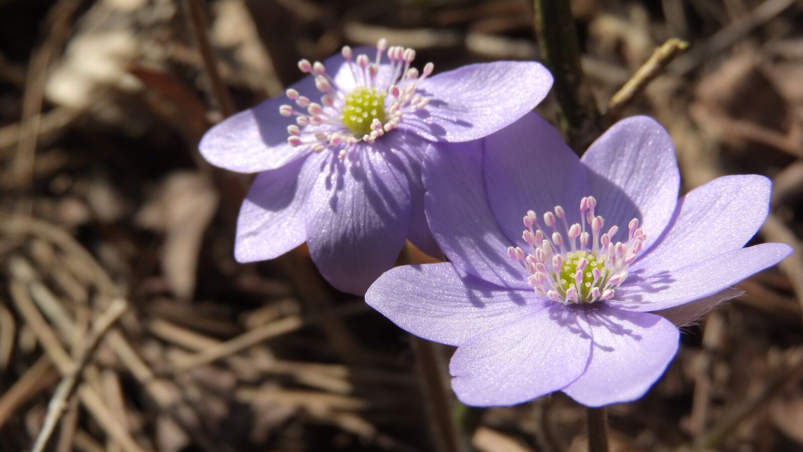 Nikon Coolpix P610 sample photo. Hepatica nobilis, podl ka photography