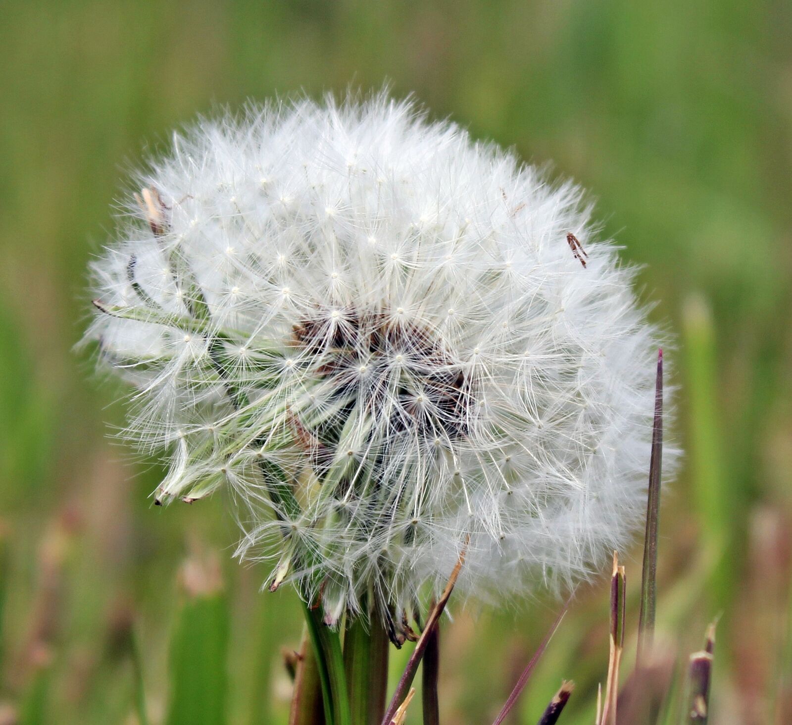 Canon EOS 550D (EOS Rebel T2i / EOS Kiss X4) sample photo. Dandelion, nature, plant photography