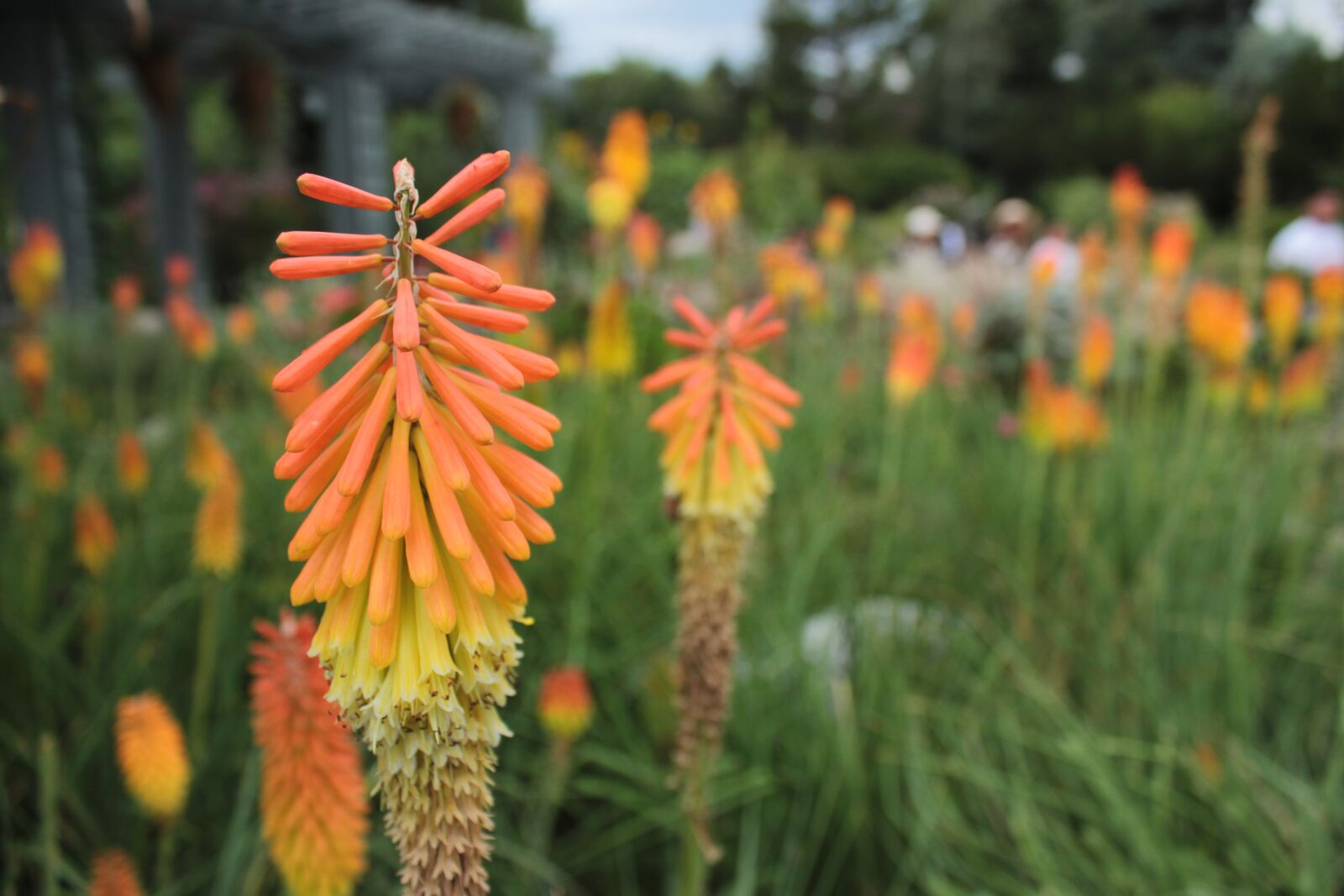 Canon EOS 1300D (EOS Rebel T6 / EOS Kiss X80) sample photo. Fire, yellow, orange photography