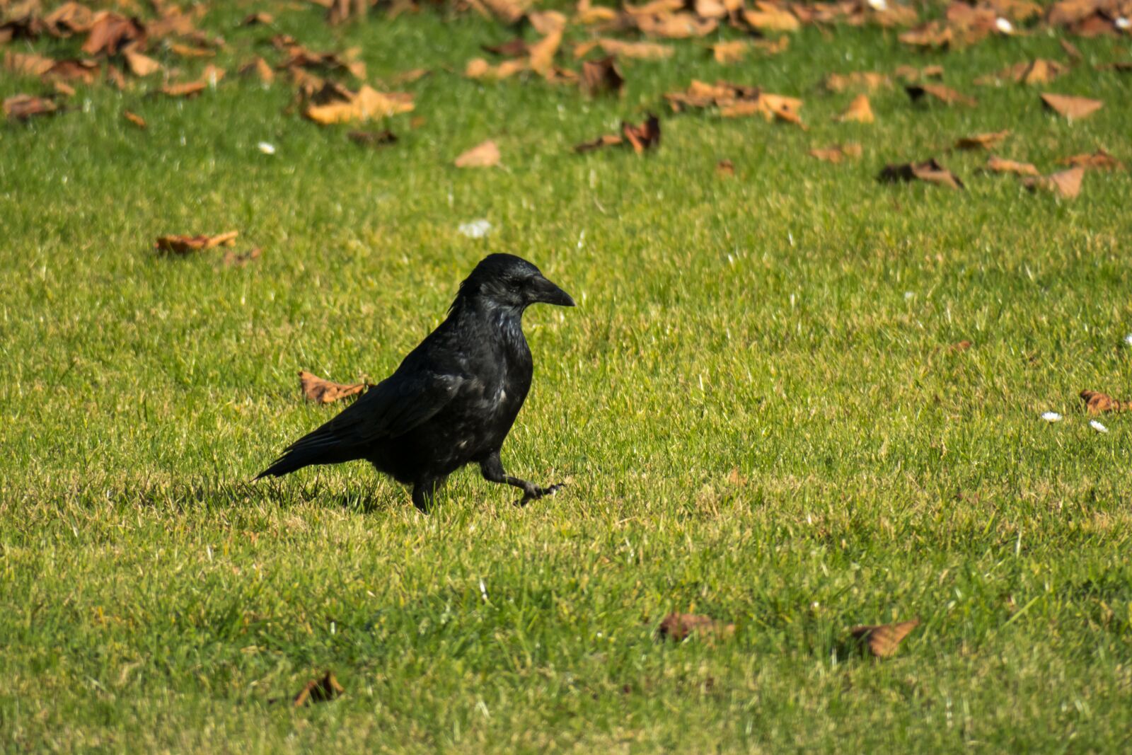 Canon PowerShot G3 X sample photo. Raven, strut, go photography