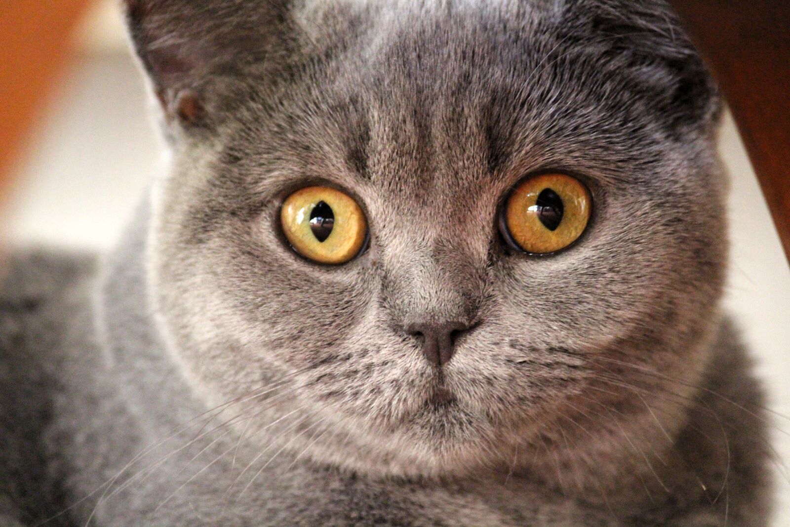 Canon EOS 650D (EOS Rebel T4i / EOS Kiss X6i) sample photo. Chartreux, cat, animal portrait photography