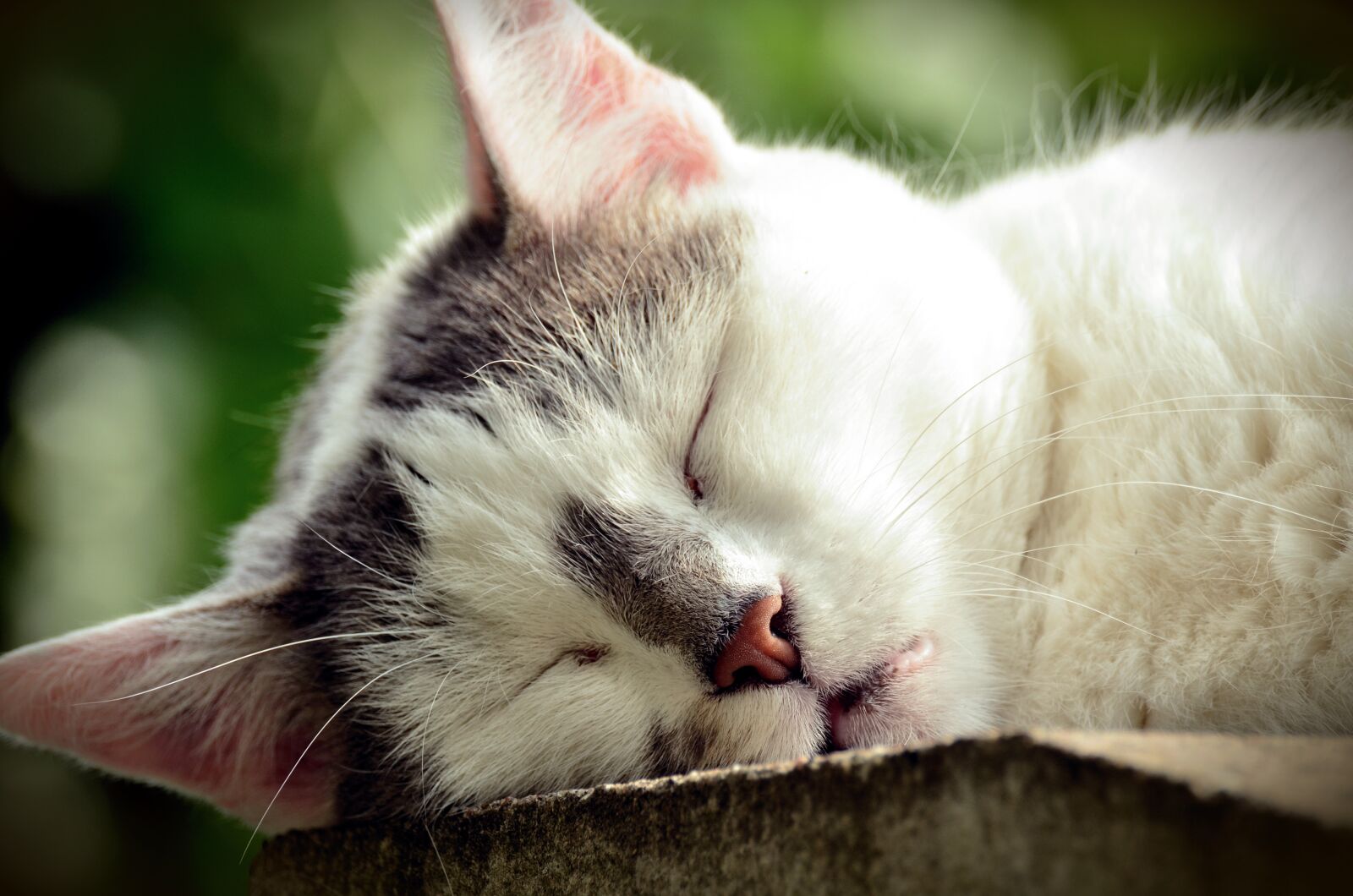 Nikon D5100 sample photo. Cat, pet, stubentieger photography