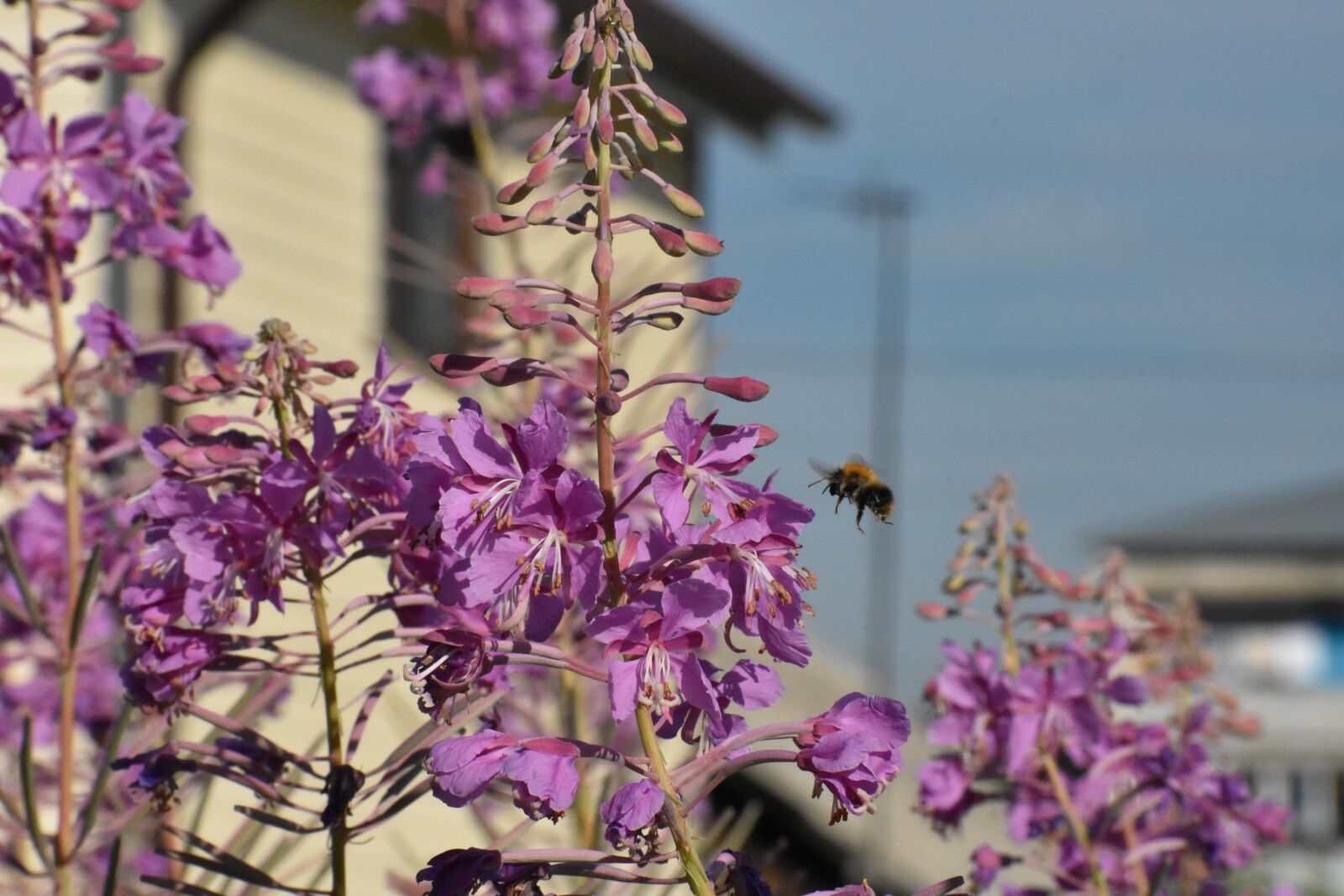 Nikon D3400 sample photo. Fireweed, flowers, bloom photography