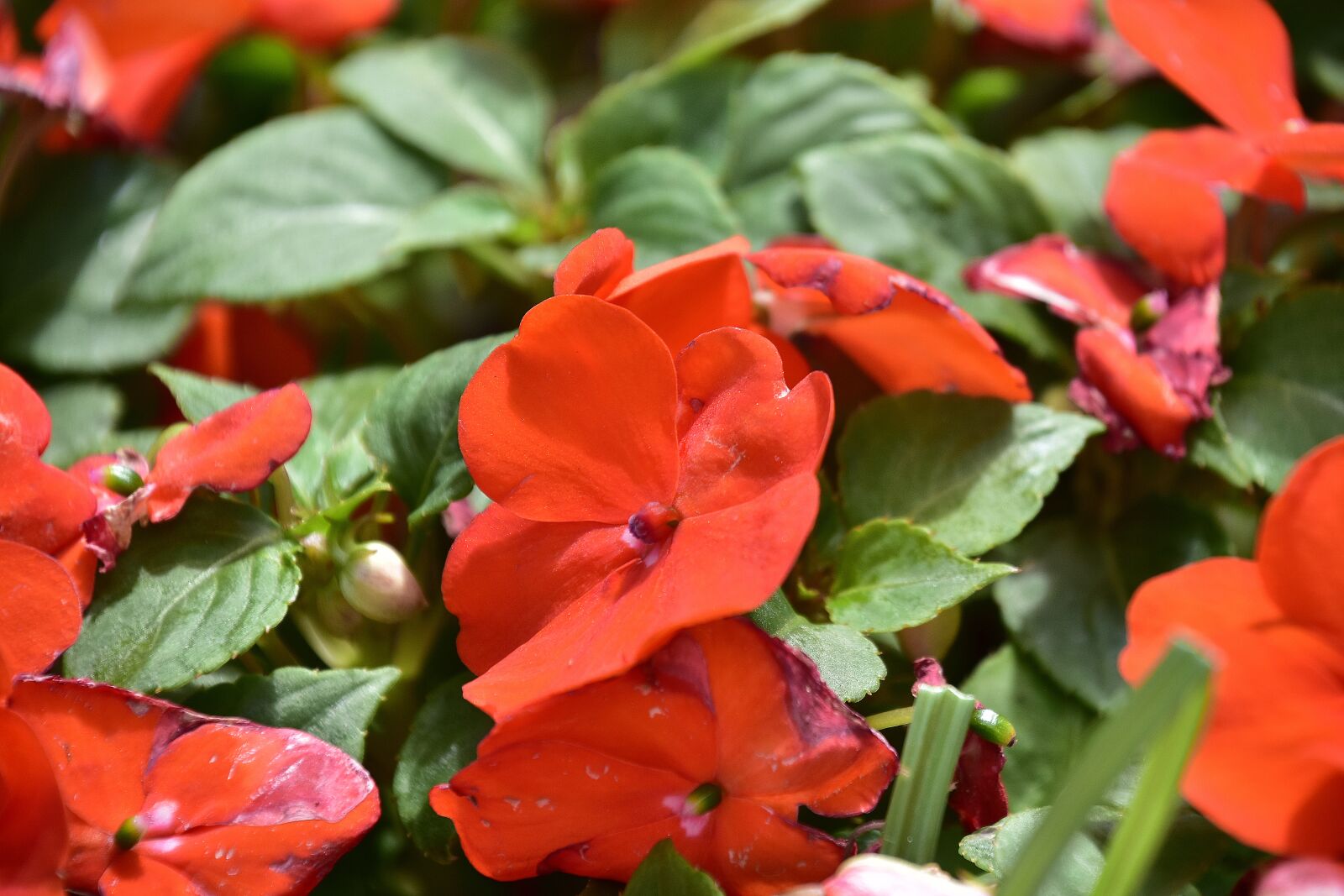 Nikon D7200 sample photo. Flowers, garden, flora photography