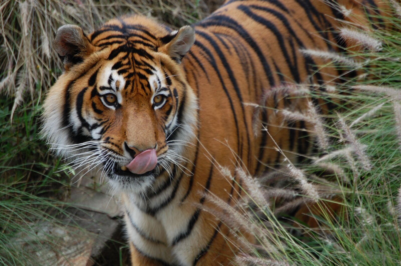 Nikon D40 sample photo. Tiger, licking, nose photography