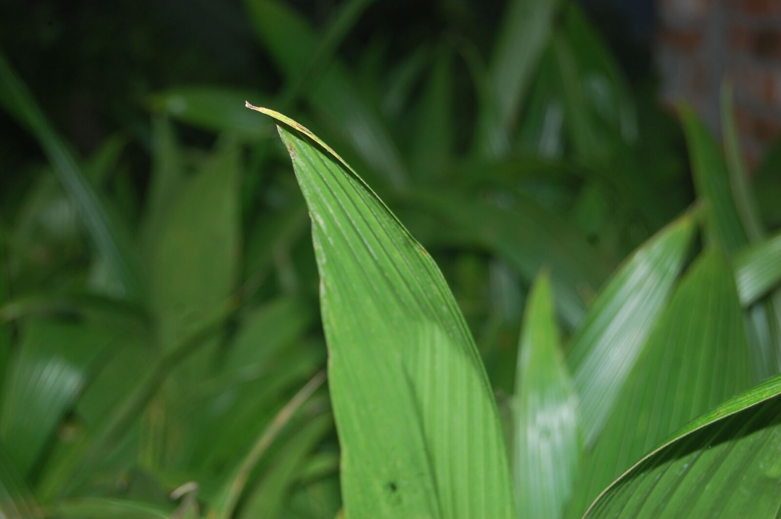 Nikon D40 sample photo. Coconut leaf, coconut, leaf photography