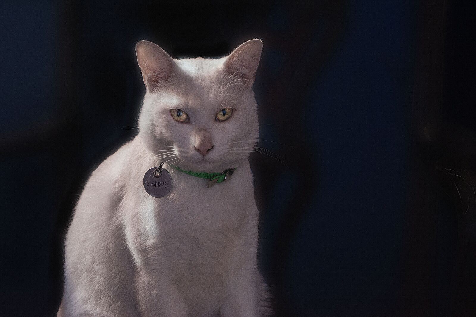 Nikon D5200 sample photo. Animal, feline, cat photography