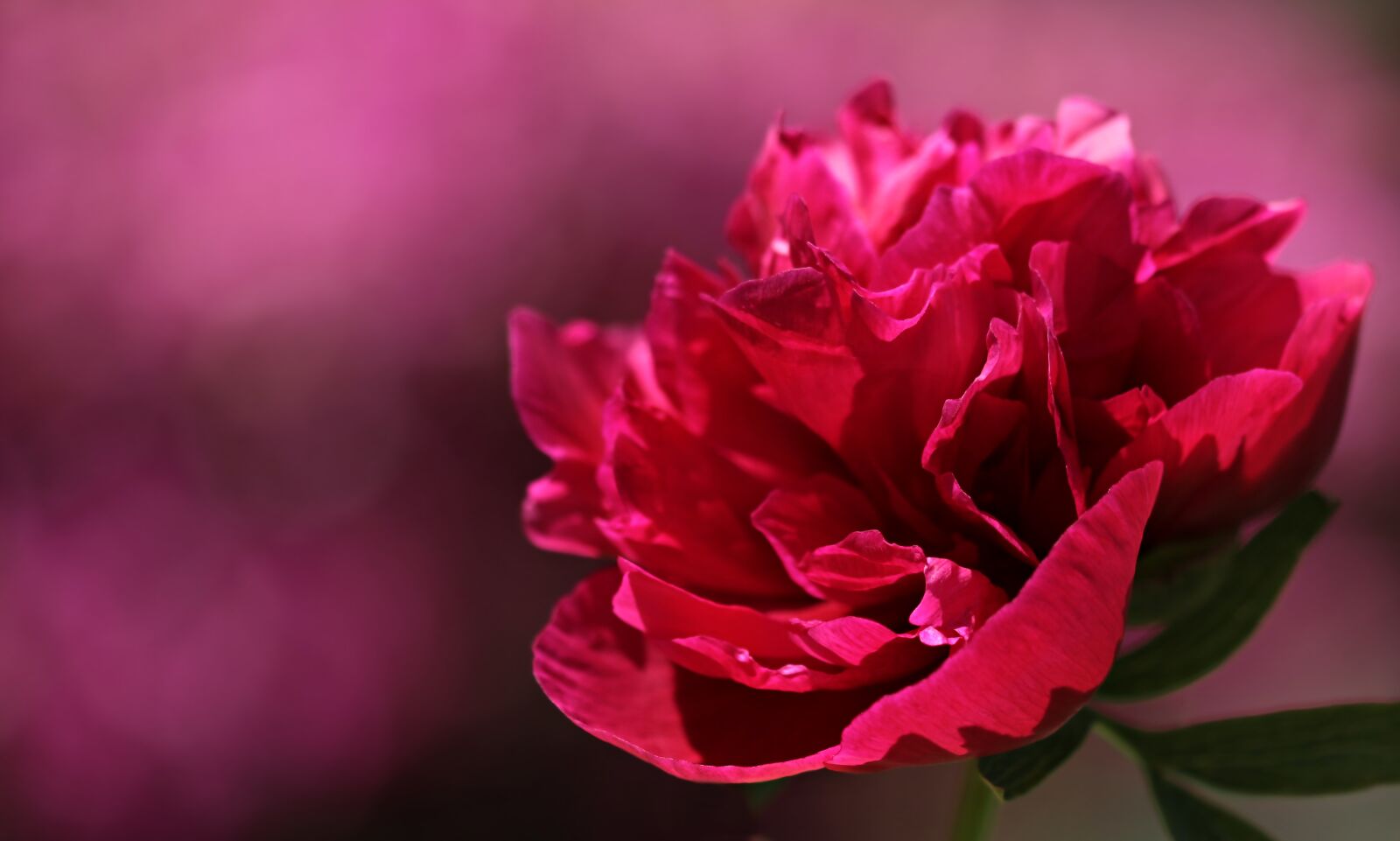 Canon EOS 80D sample photo. Peony, flower, blossom photography