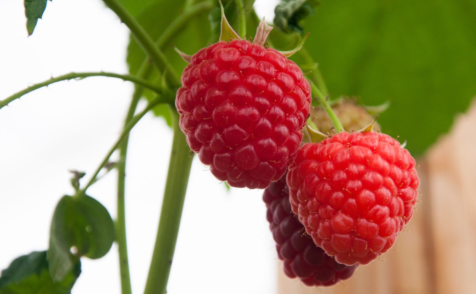 Nikon D90 sample photo. Raspberry, raspberries, fruits photography