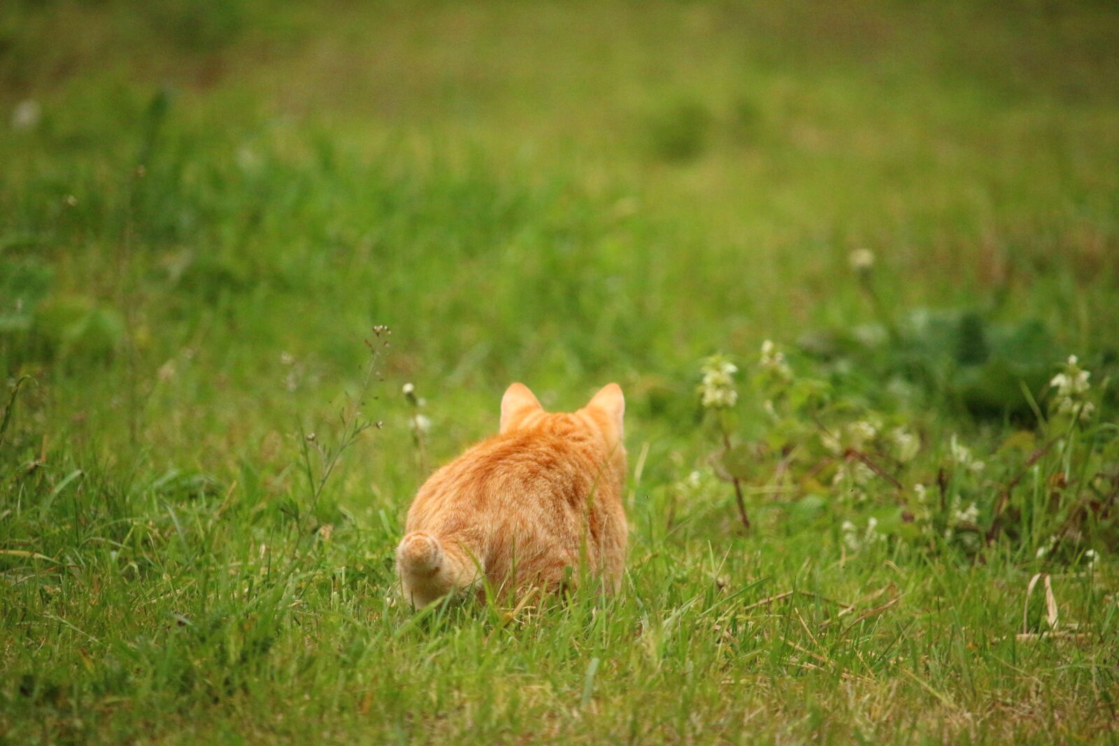 Canon EOS 100D (EOS Rebel SL1 / EOS Kiss X7) sample photo. Cat, kitten, mieze photography