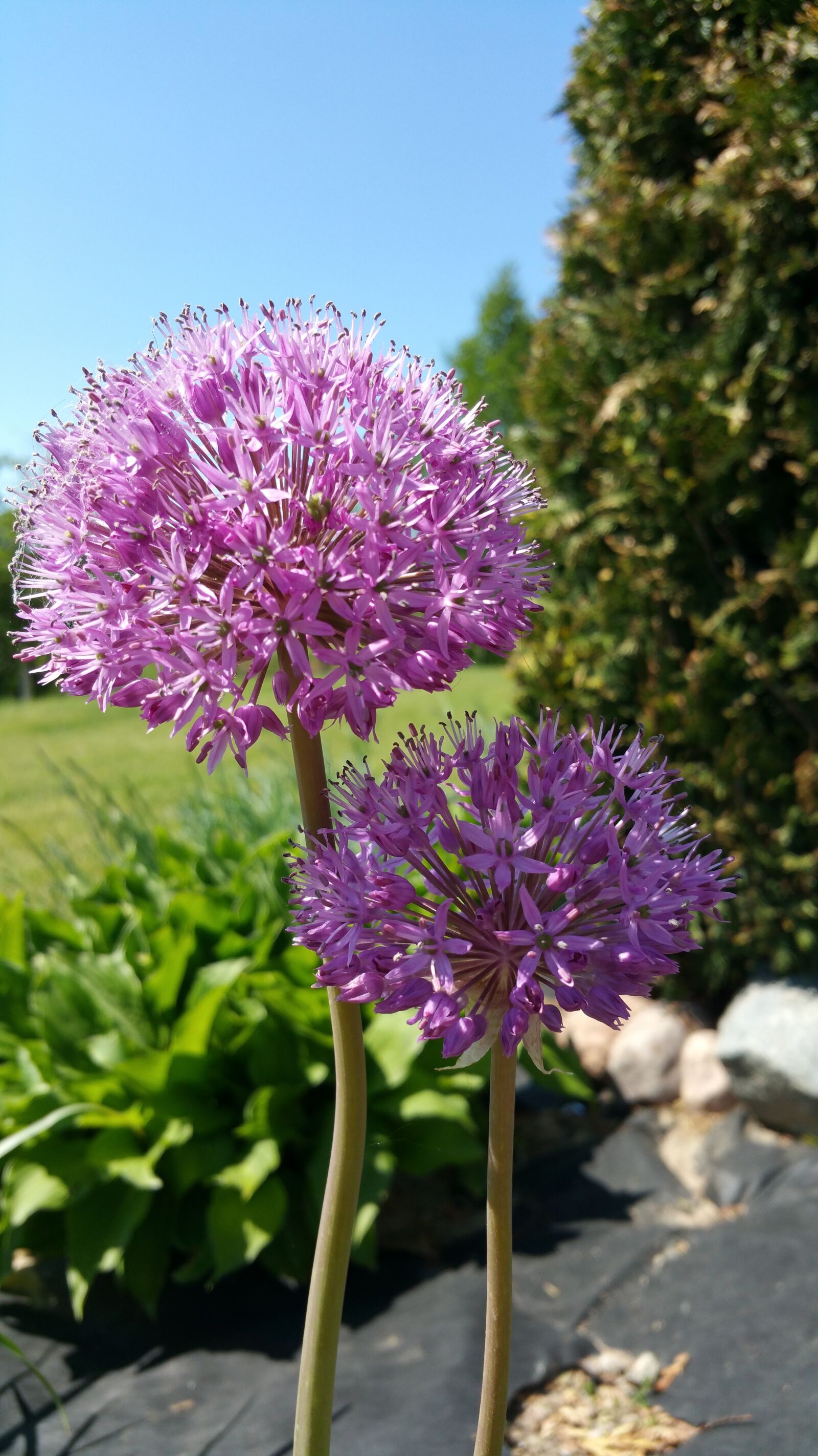 Samsung Galaxy Note4 sample photo. Garlic, flower, spring photography