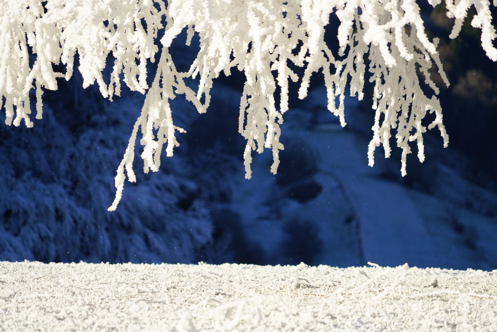 Sony a7R II + Sony FE 24-240mm F3.5-6.3 OSS sample photo. Branches, hoarfrost, iced photography