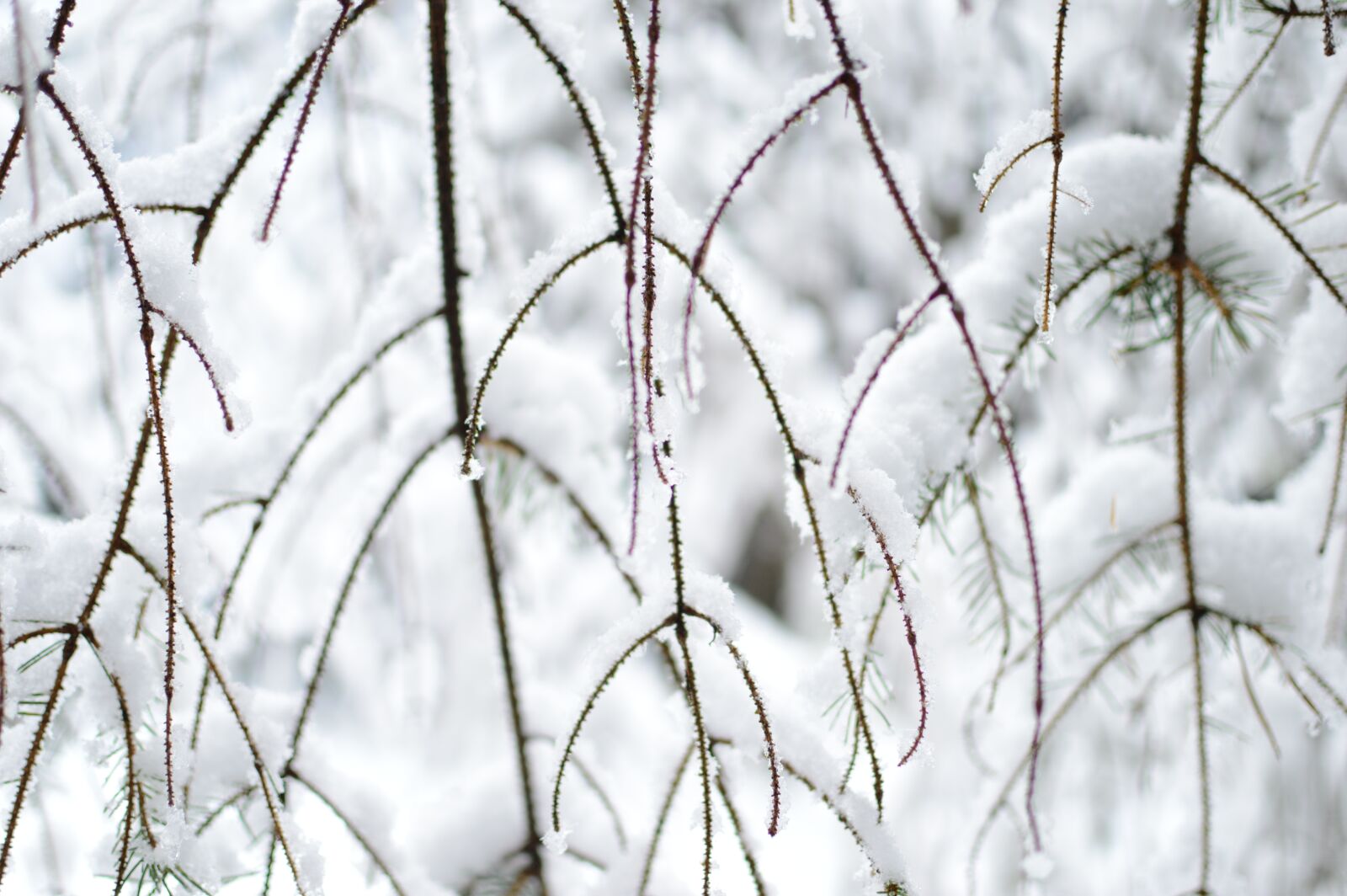 Nikon D3200 sample photo. Snow, tree, winter photography