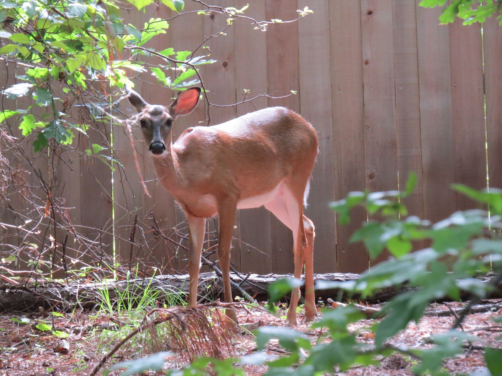 Canon PowerShot SX50 HS sample photo. Deer, nature, photography photography