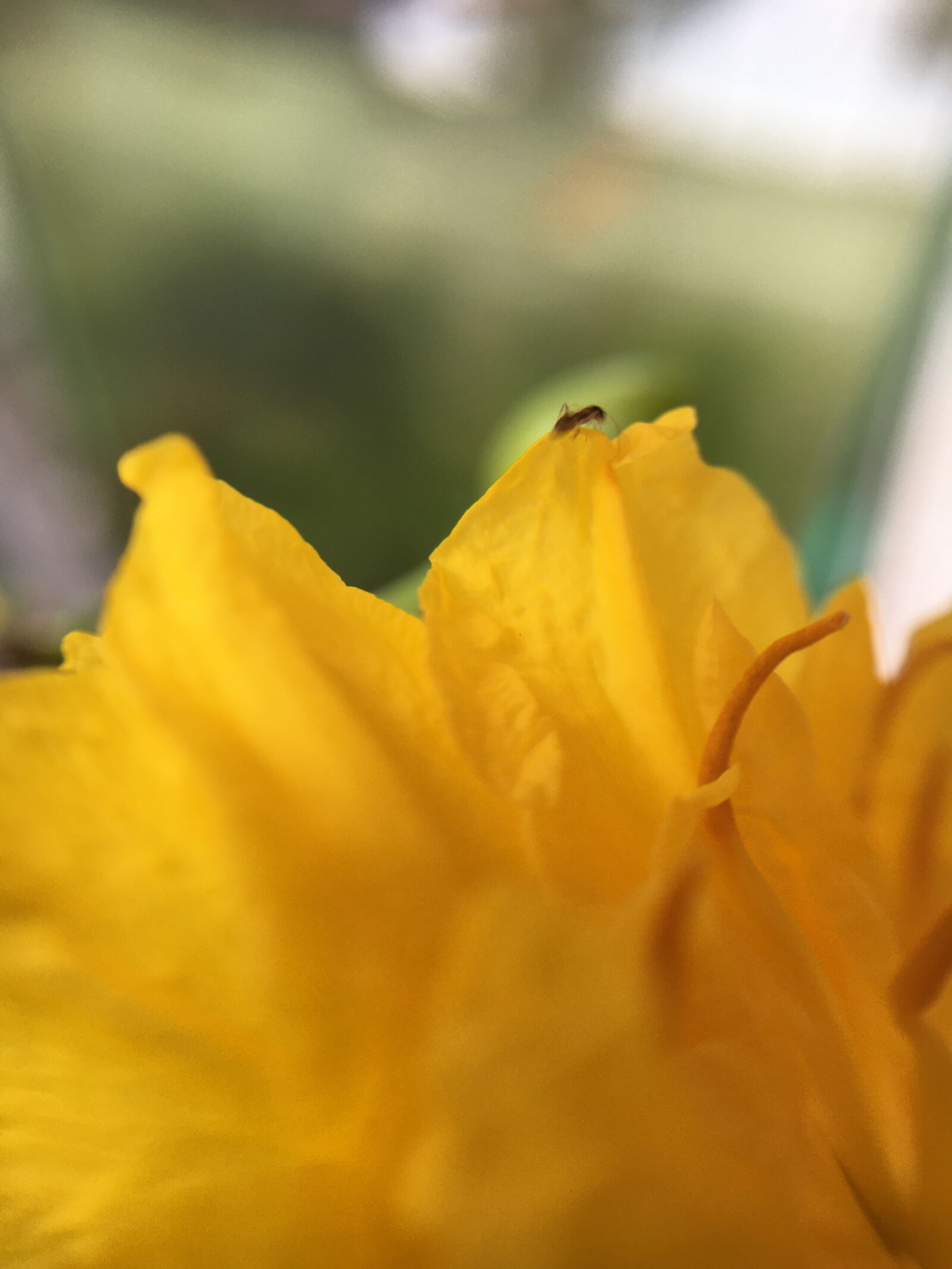 Apple iPhone 6s sample photo. Tags separated by comma photography