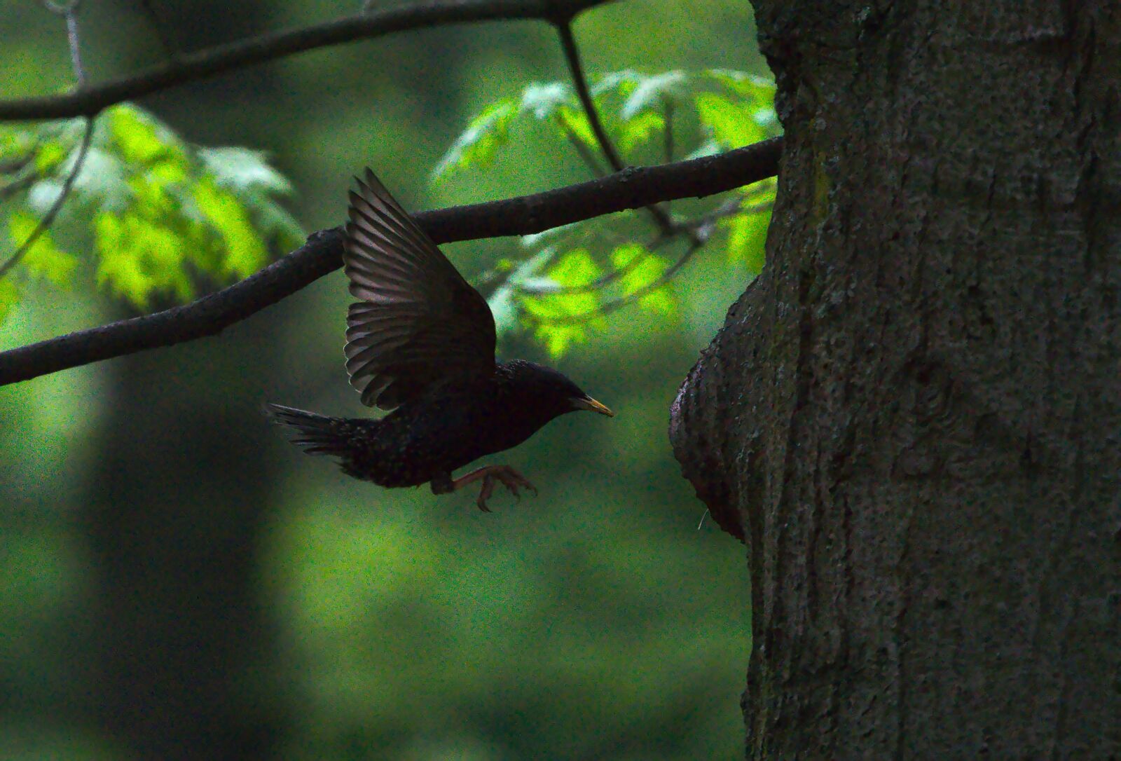 Sony FE 70-300mm F4.5-5.6 G OSS sample photo. Star, baumhöle, songbird photography