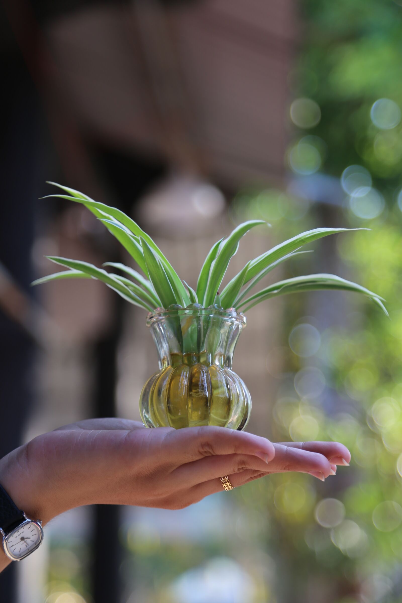 Canon EOS 6D + Canon EF 24-105mm F4L IS USM sample photo. Green, sprout, grow photography