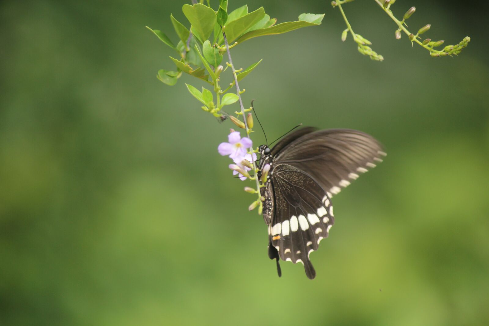 Canon EOS 550D (EOS Rebel T2i / EOS Kiss X4) sample photo. Butterfly, nectar, insect photography
