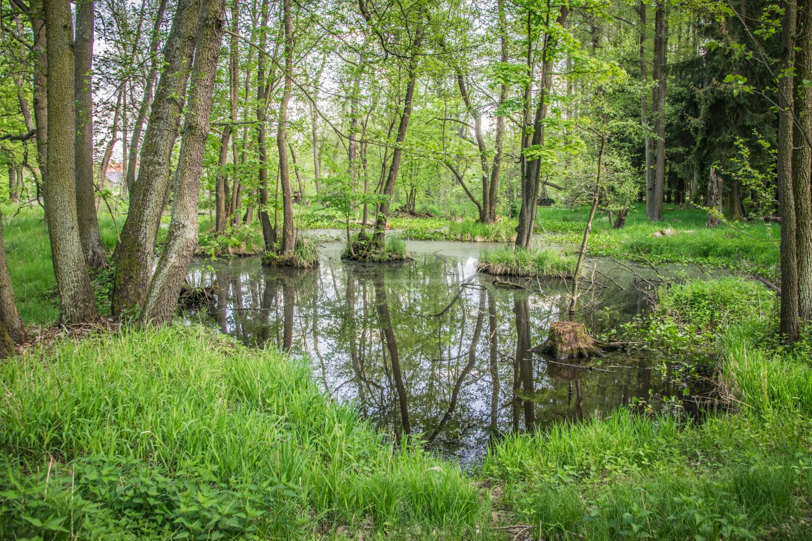 Nikon D5300 sample photo. Wetland, water, nature photography