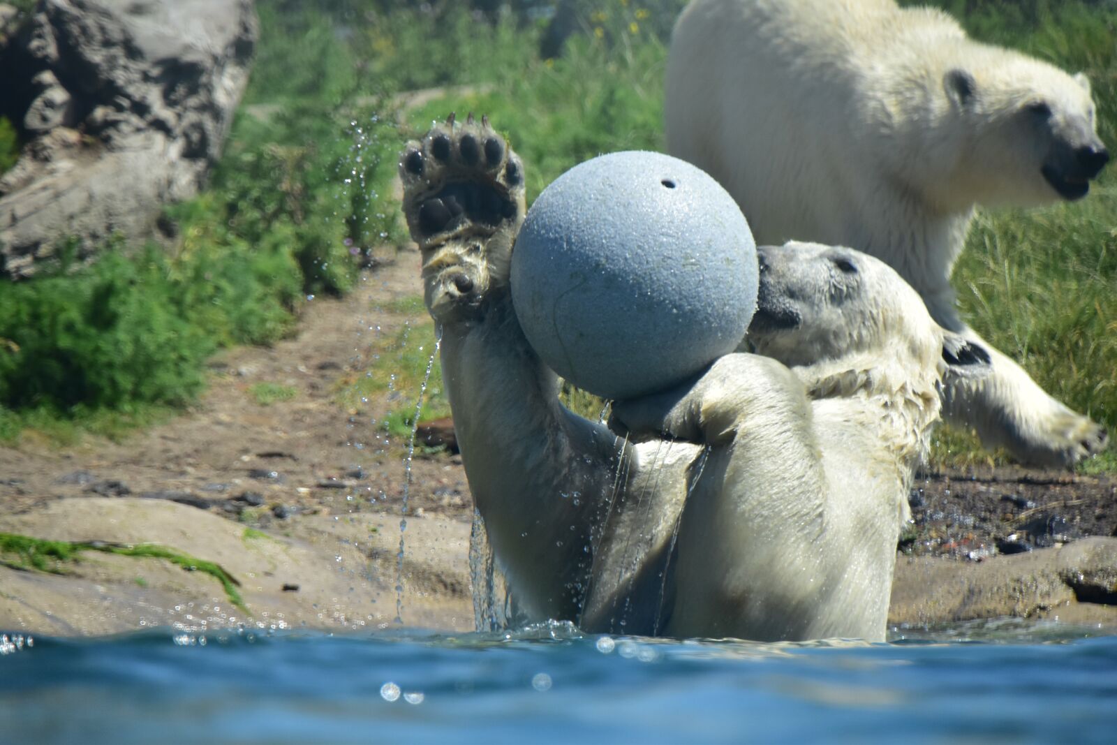 Nikon D5500 sample photo. Bear, polar, animal photography