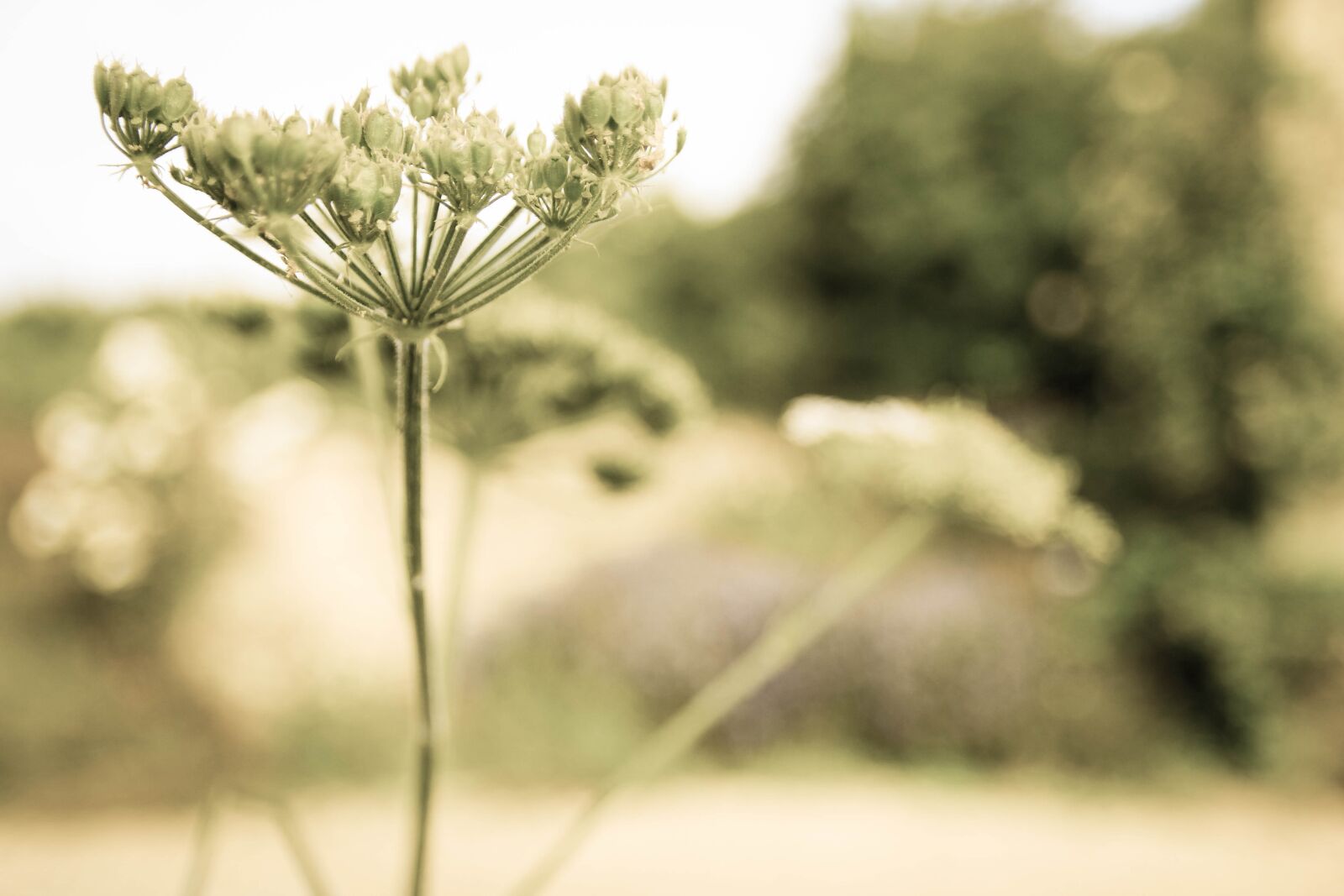 Canon EOS 600D (Rebel EOS T3i / EOS Kiss X5) sample photo. Weeds, plants, nature photography