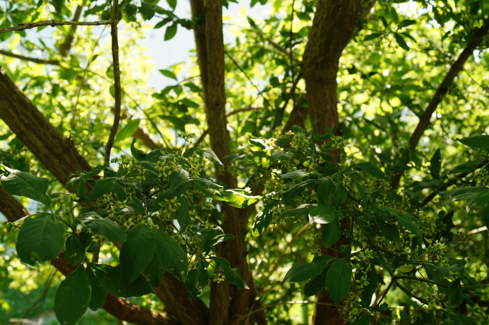 Sony DT 18-55mm F3.5-5.6 SAM II sample photo. Trees, forest, light photography