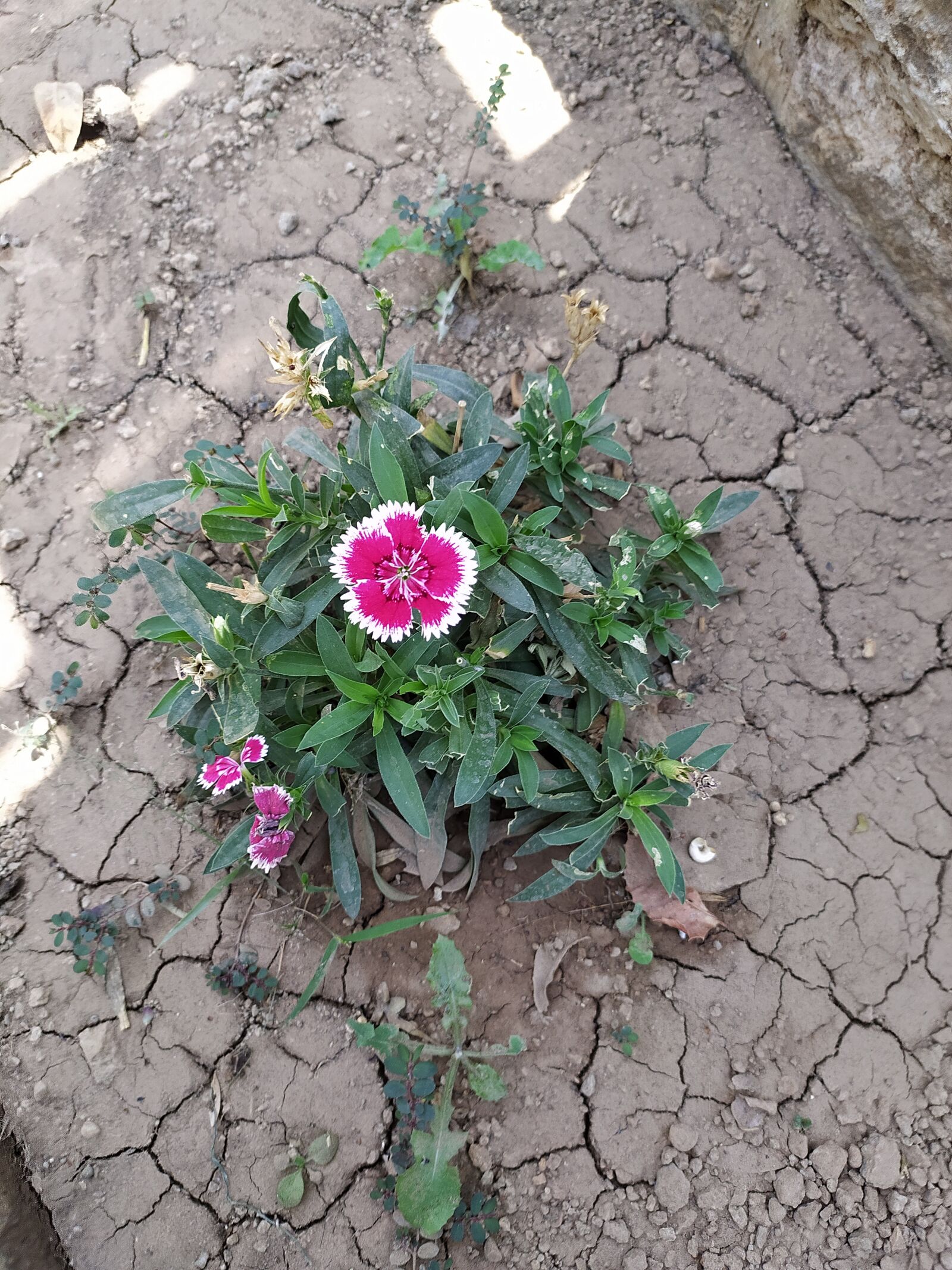 Xiaomi Redmi Note 8 sample photo. Flower, plant, pink photography