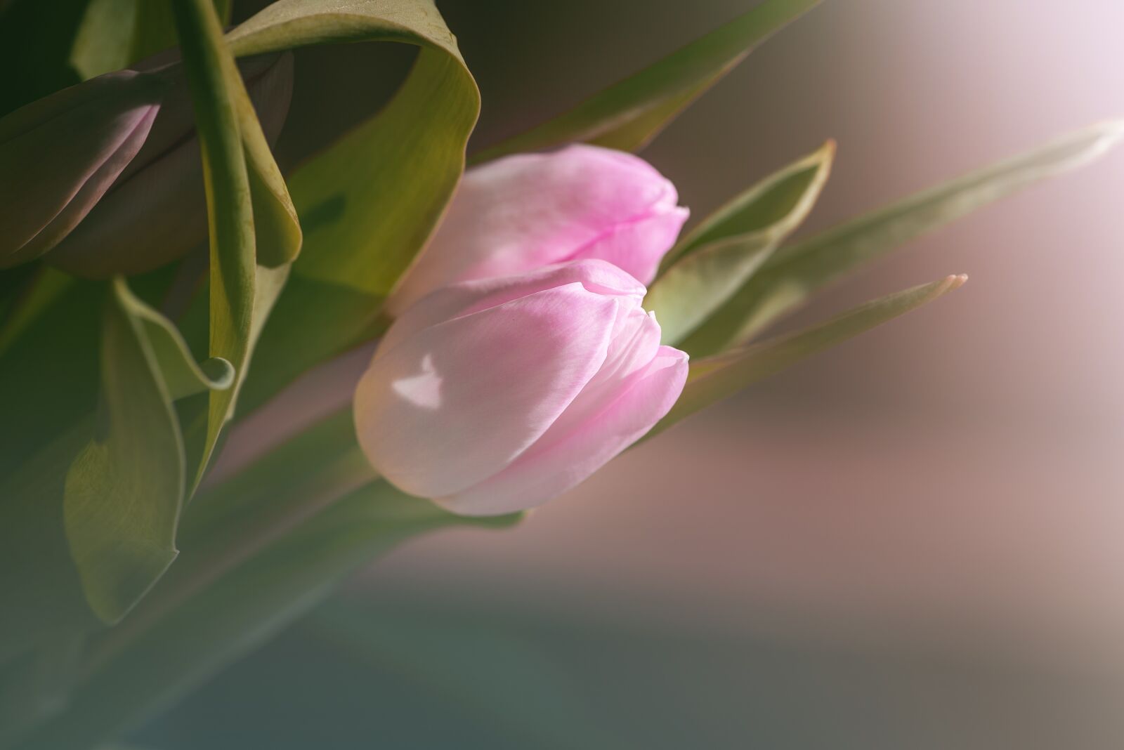 Nikon D750 sample photo. Tulip, pink, tulips pink photography