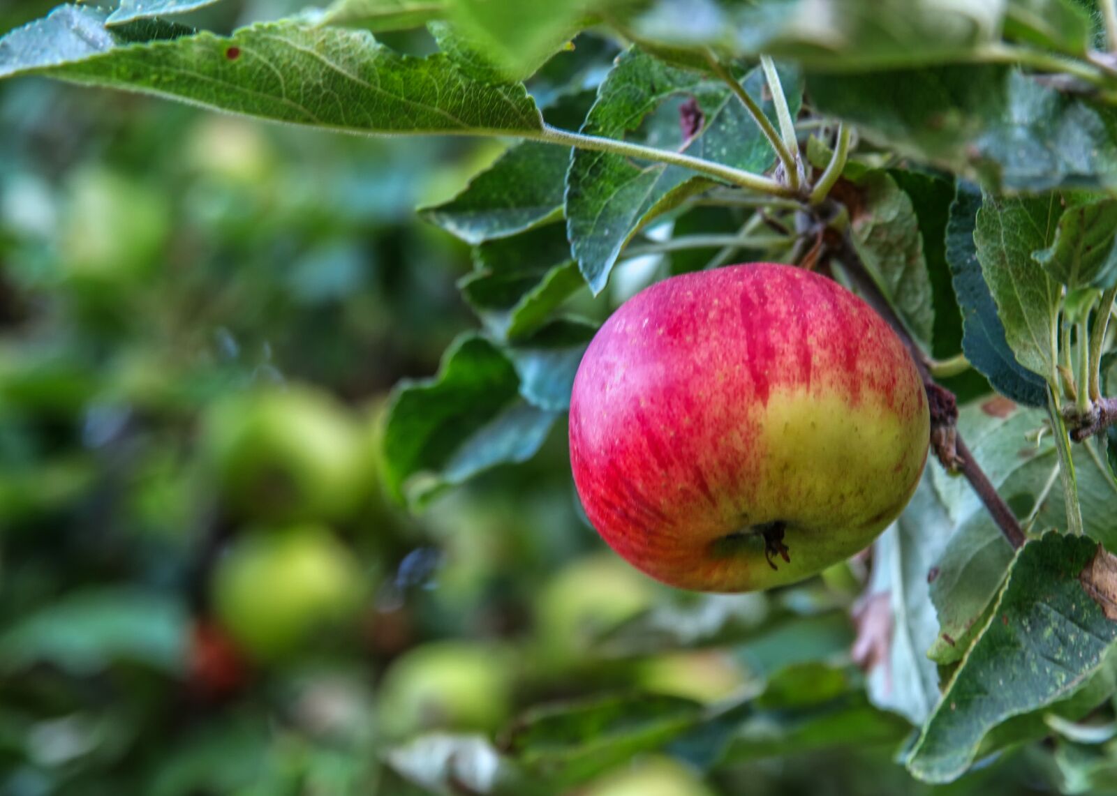 Canon EOS 650D (EOS Rebel T4i / EOS Kiss X6i) sample photo. Nature, plant, apple photography